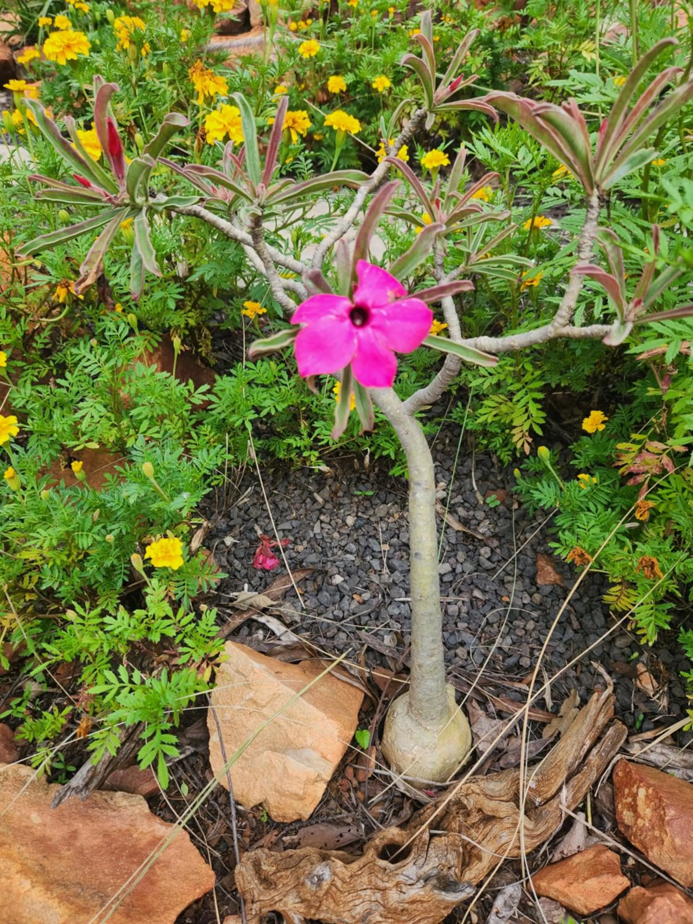 Suikerbosrant Sleep and go