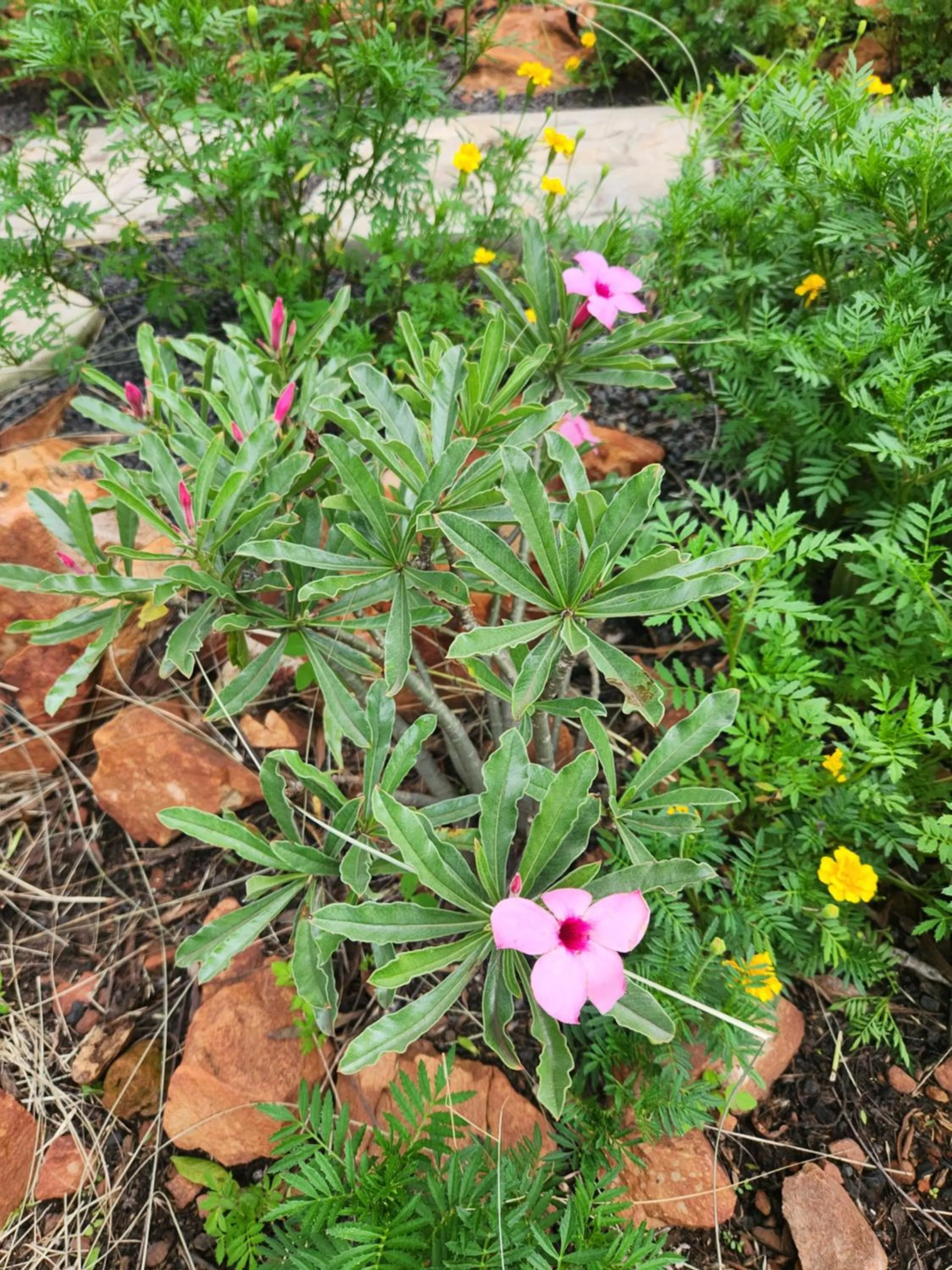 Suikerbosrant Sleep and go