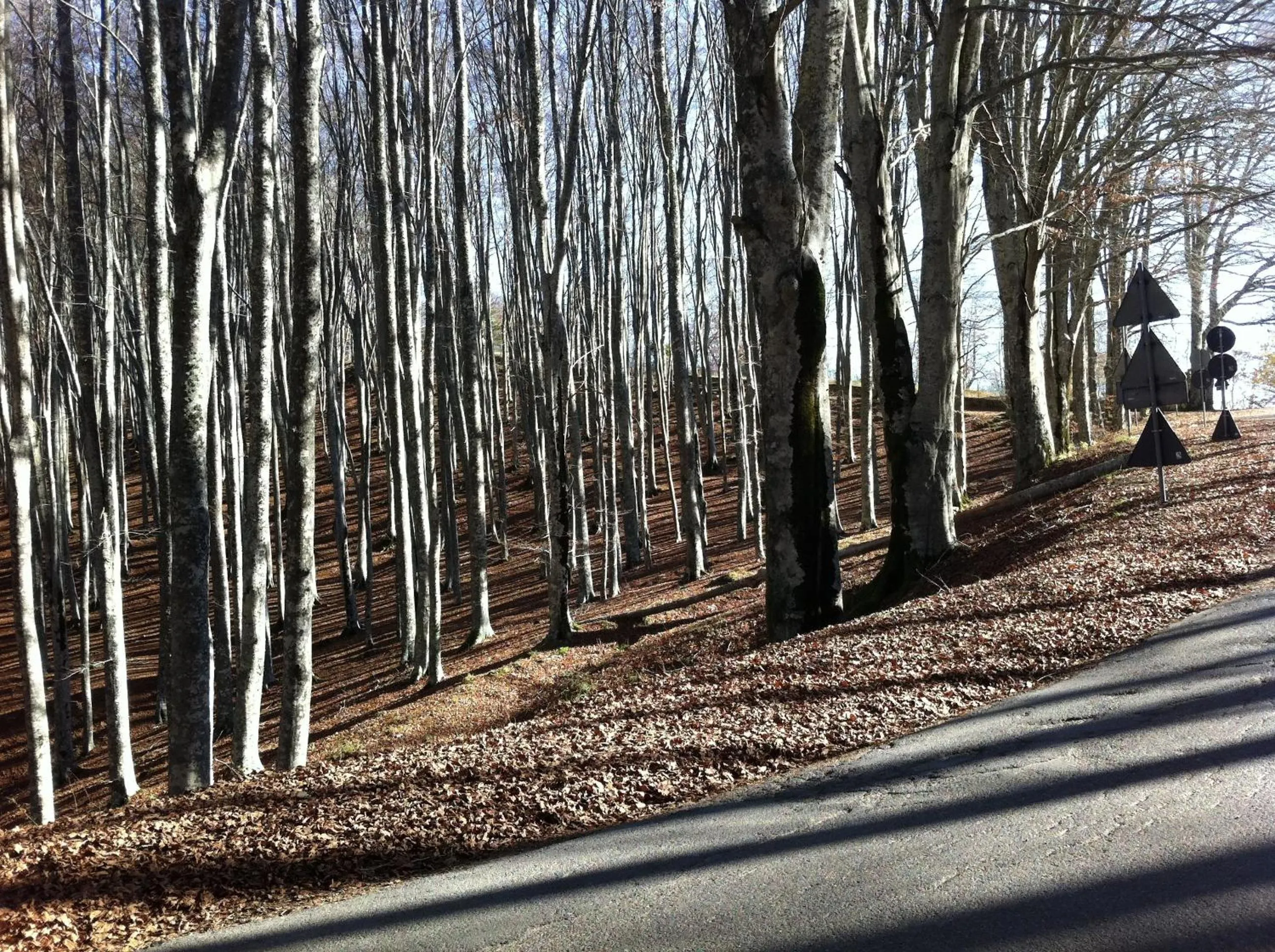 Autumn in Da Ronald ... A Pian Del Papa