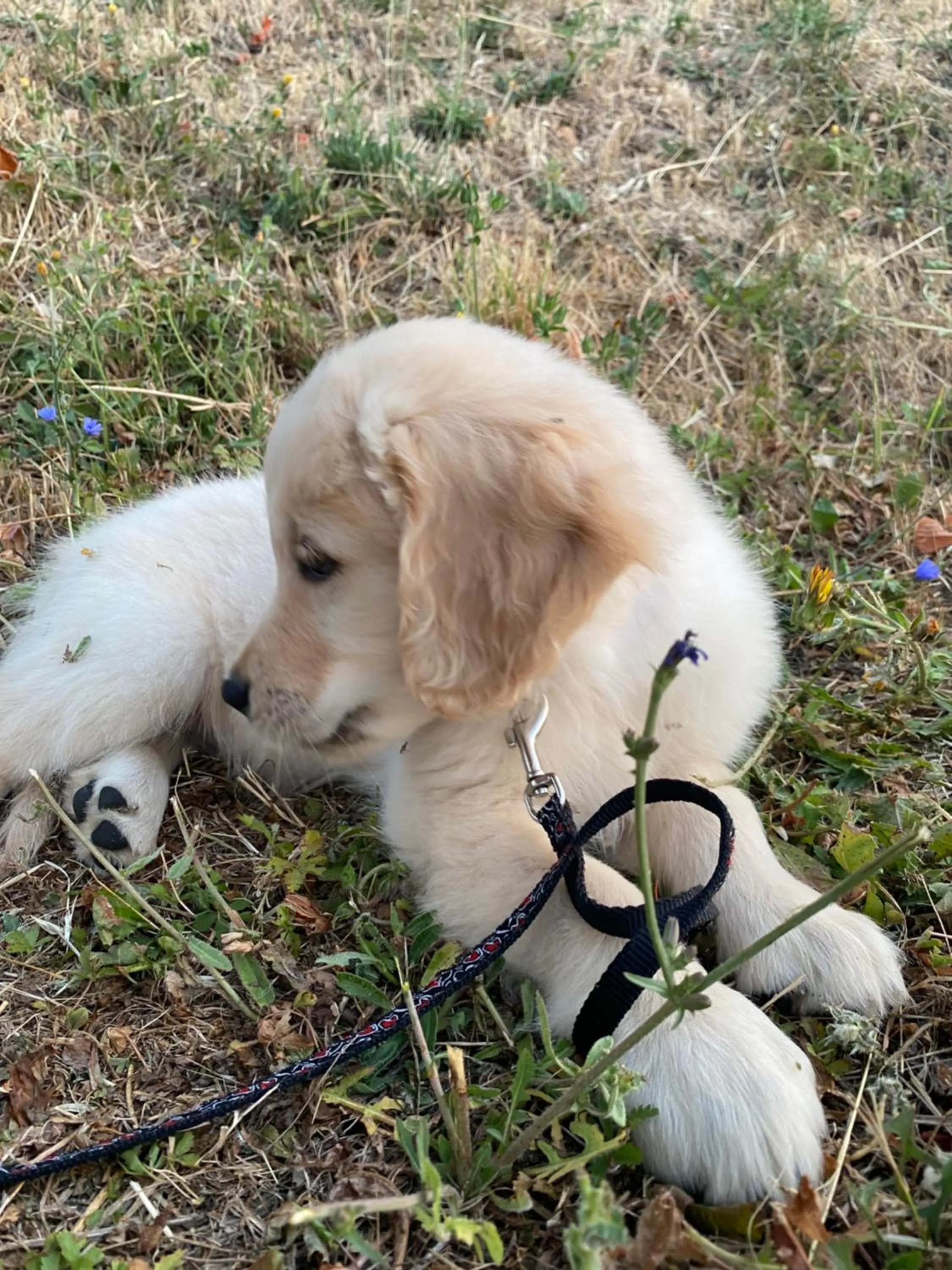 Da Ronald ... A Pian Del Papa