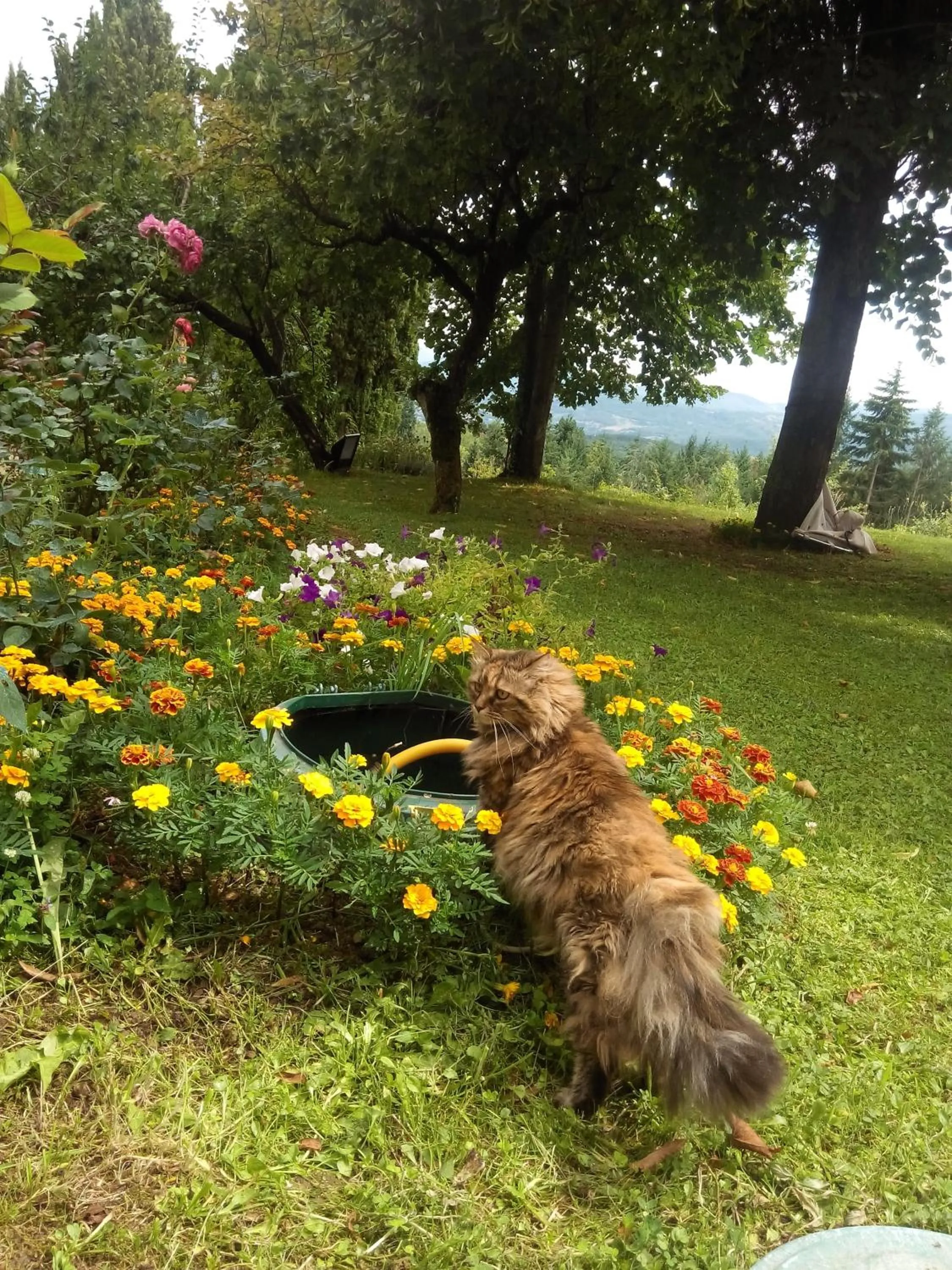Garden in Da Ronald ... A Pian Del Papa
