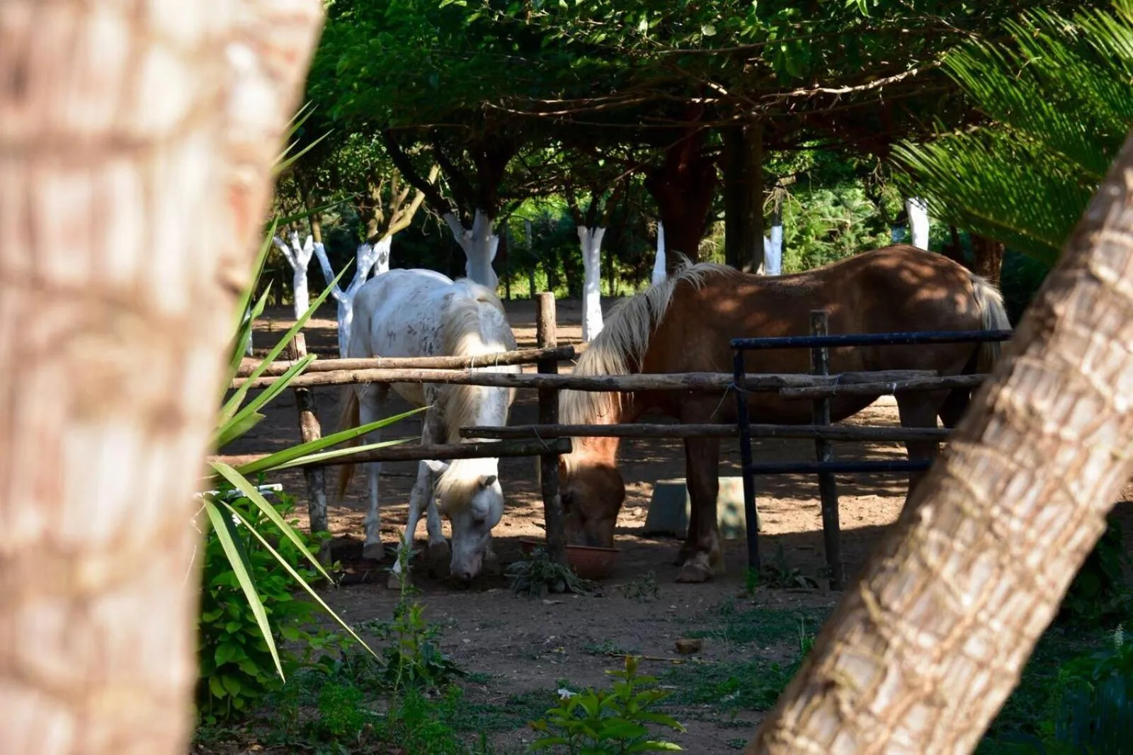 Pets in Decri resort