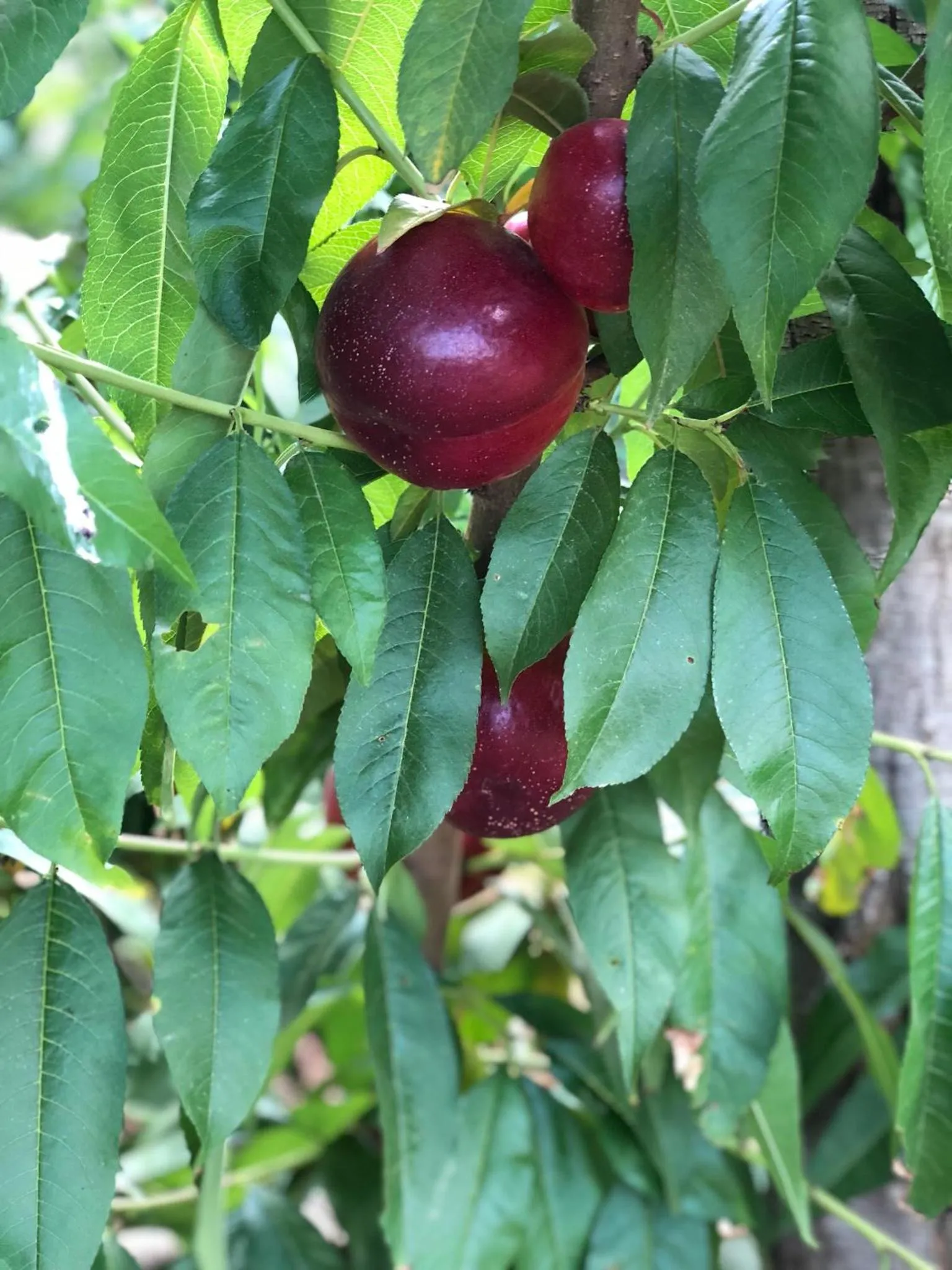 BBQ facilities in Decri resort