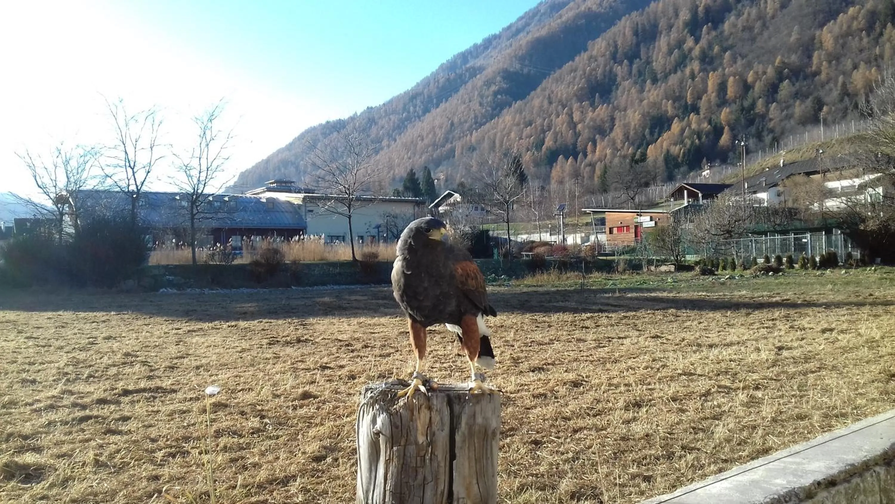 Pets in B&B Nido Delle Aquile