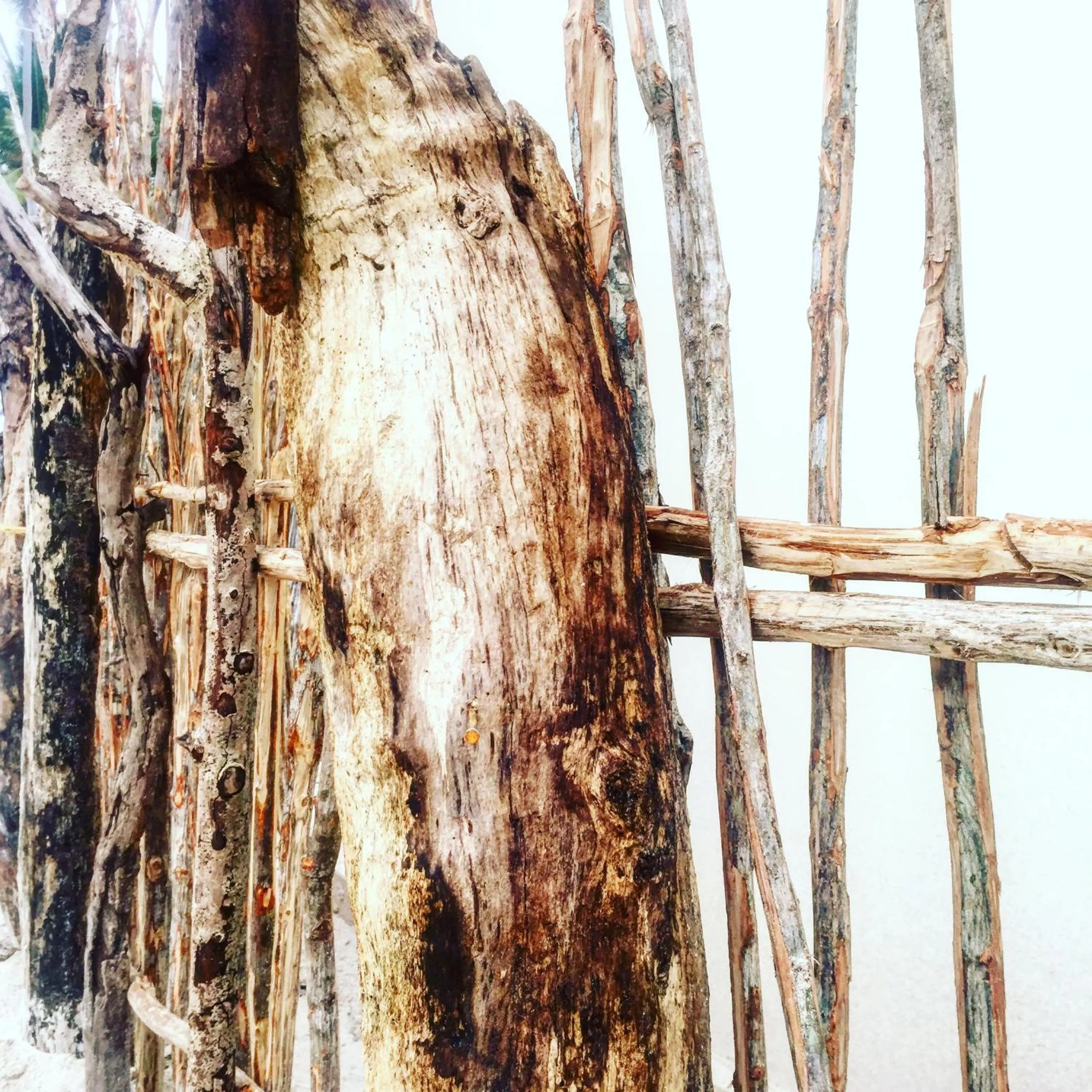 Garden in B4 Beach Club