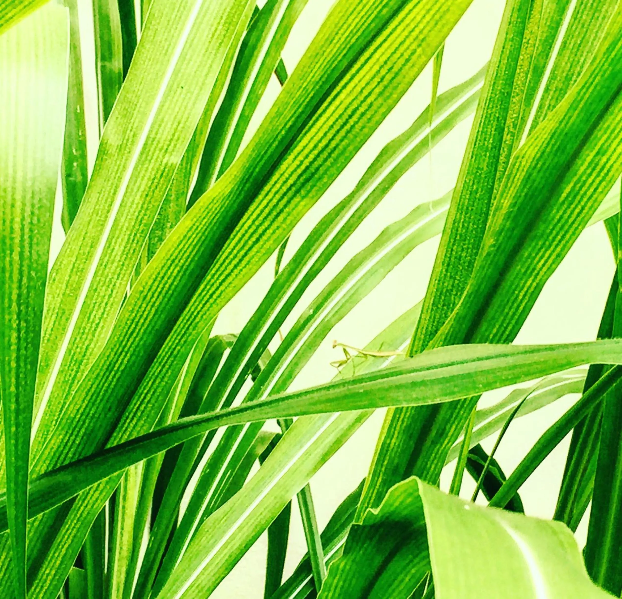 Garden in B4 Beach Club