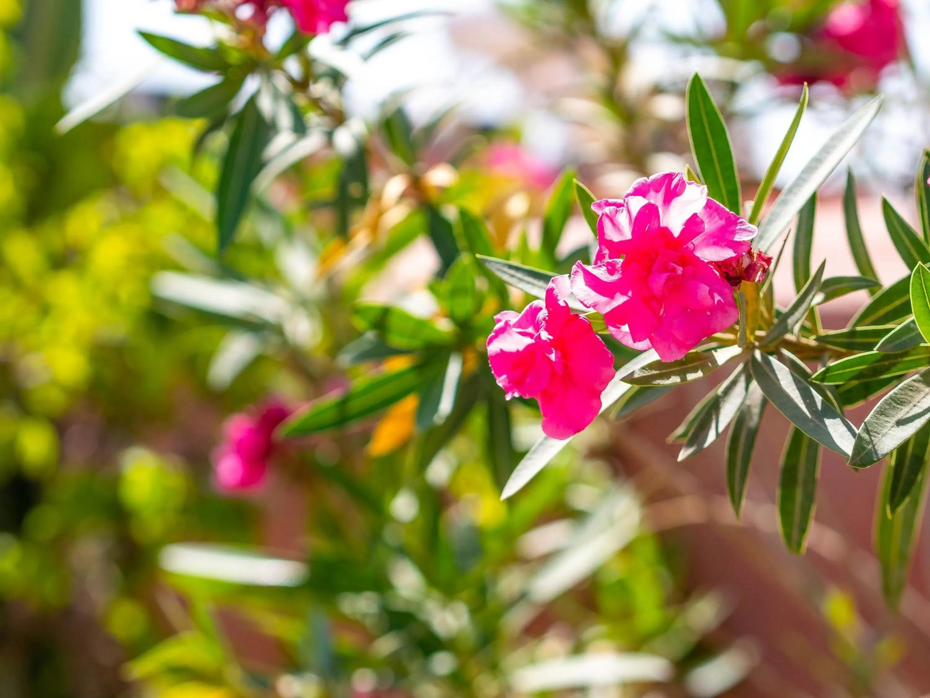Spring in Riad L'orange Bleue