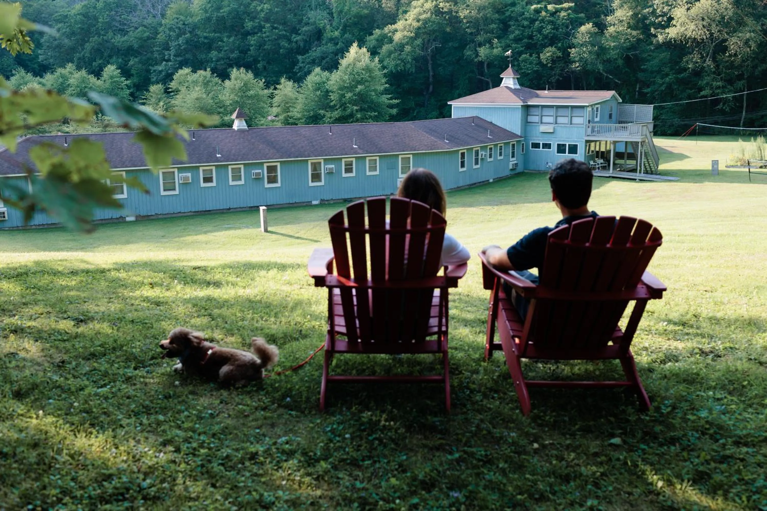 Pets in The Little Lion