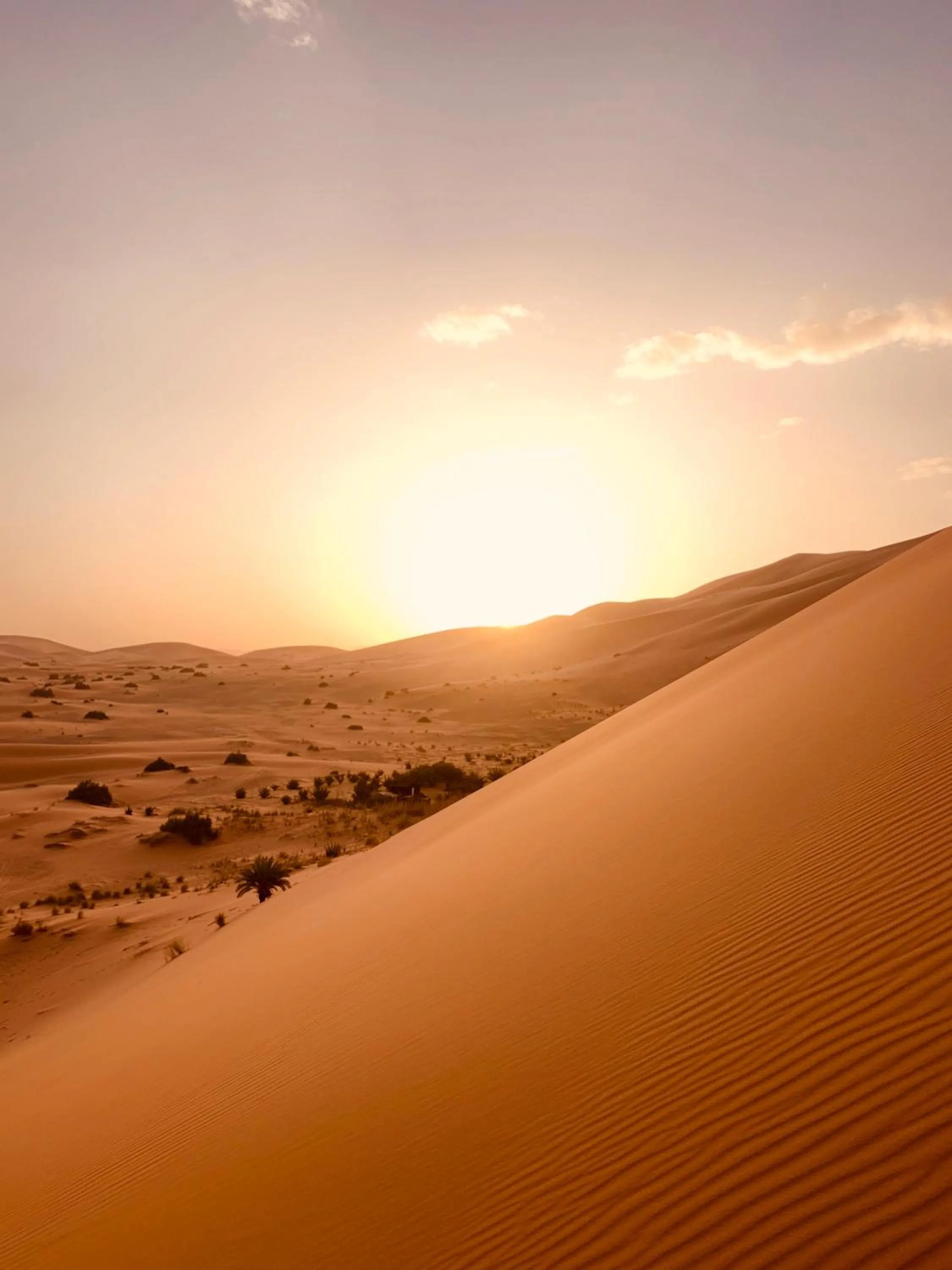 Property building in Sahara wellness camp