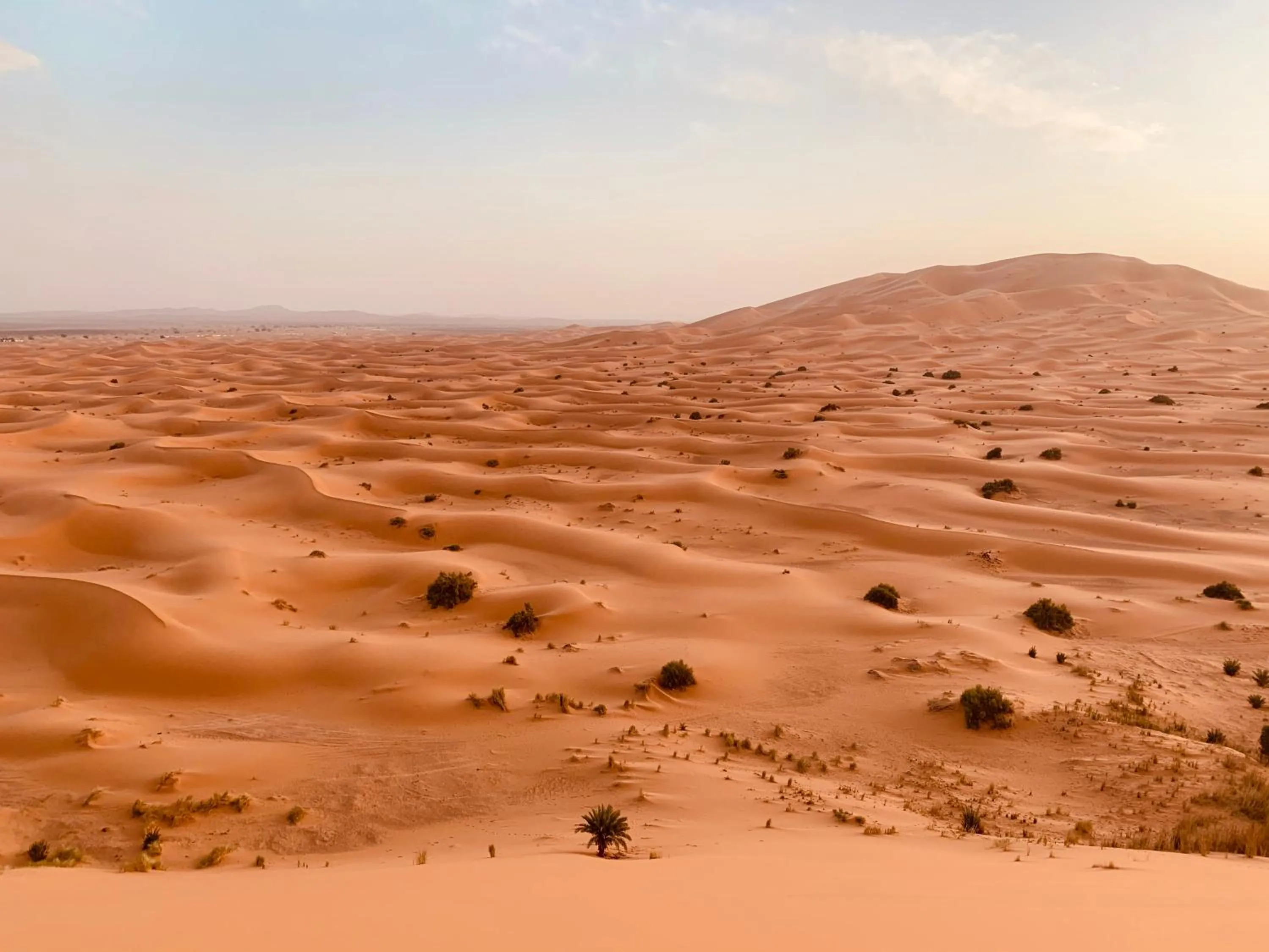 View (from property/room) in Sahara wellness camp