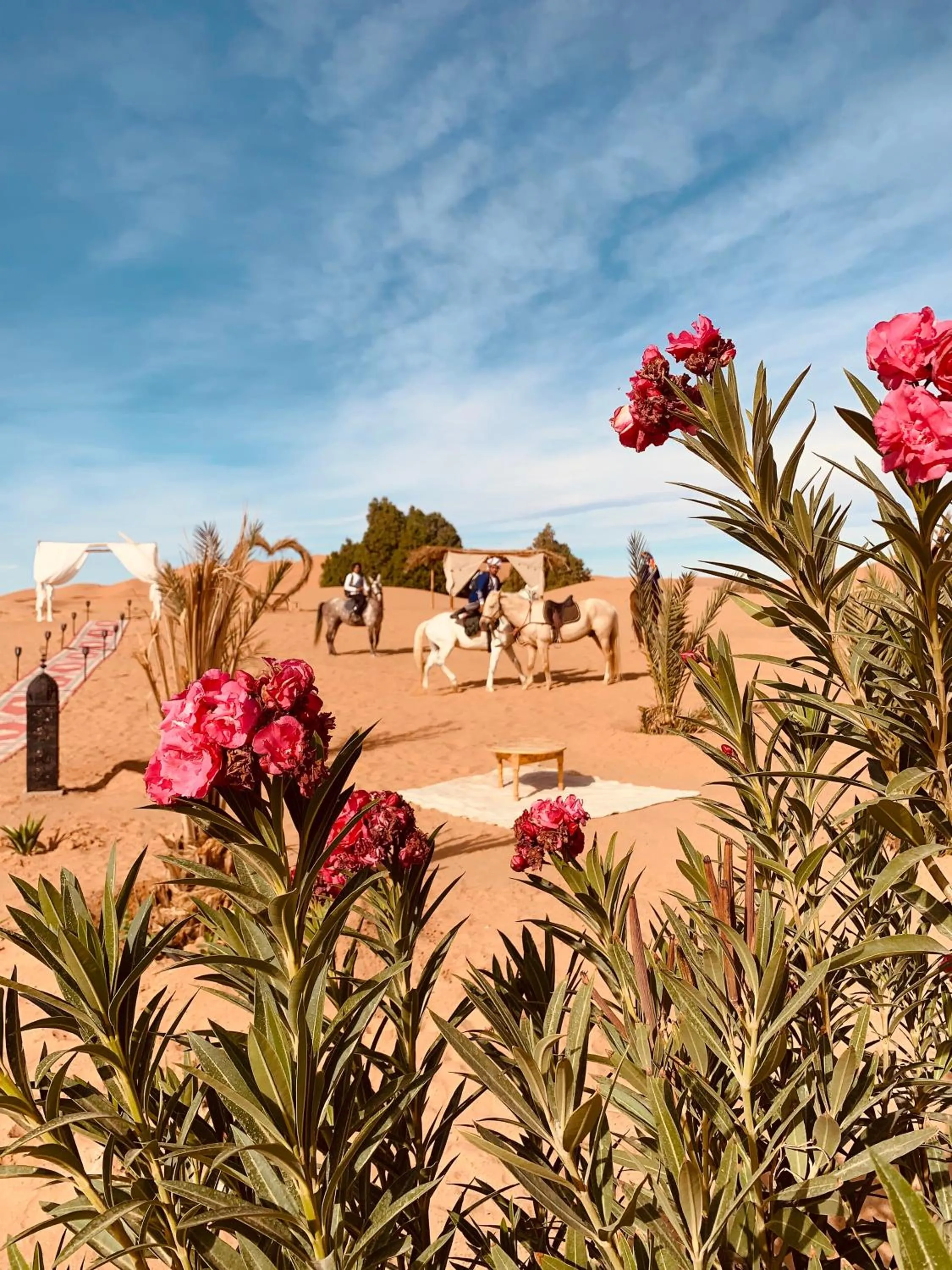 Spring in Sahara wellness camp