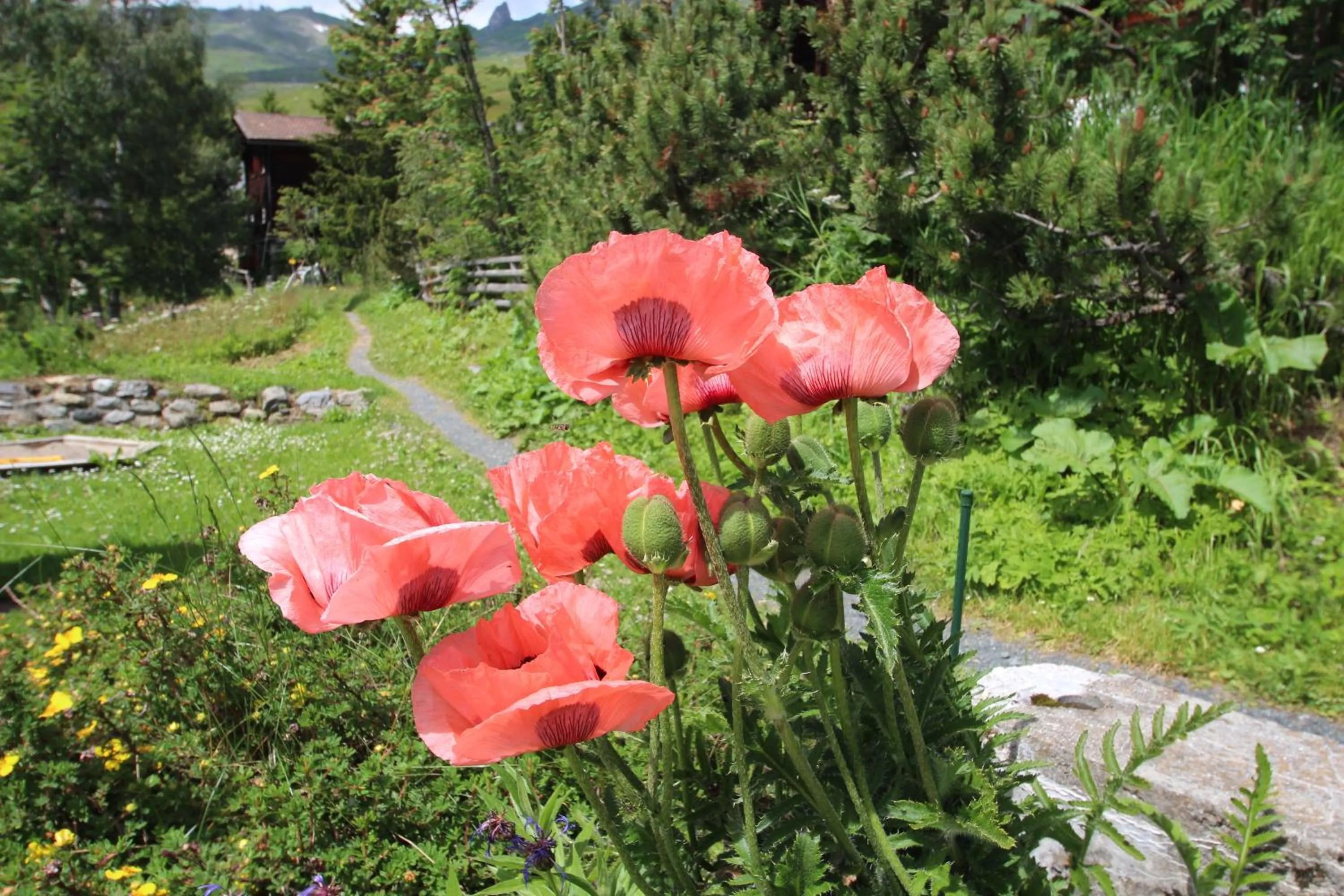 Natural landscape in Hotel Gspan