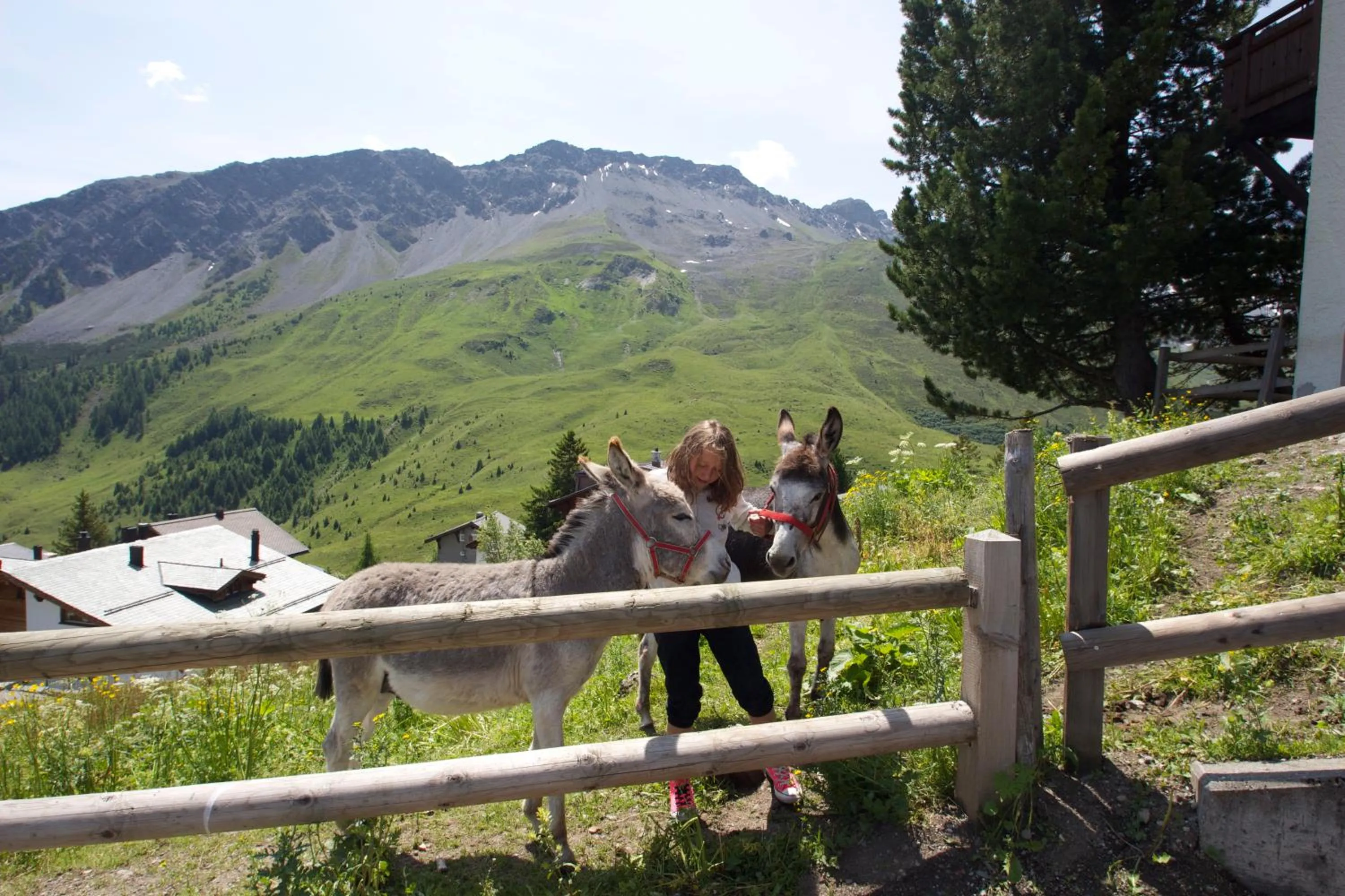Animals in Hotel Gspan