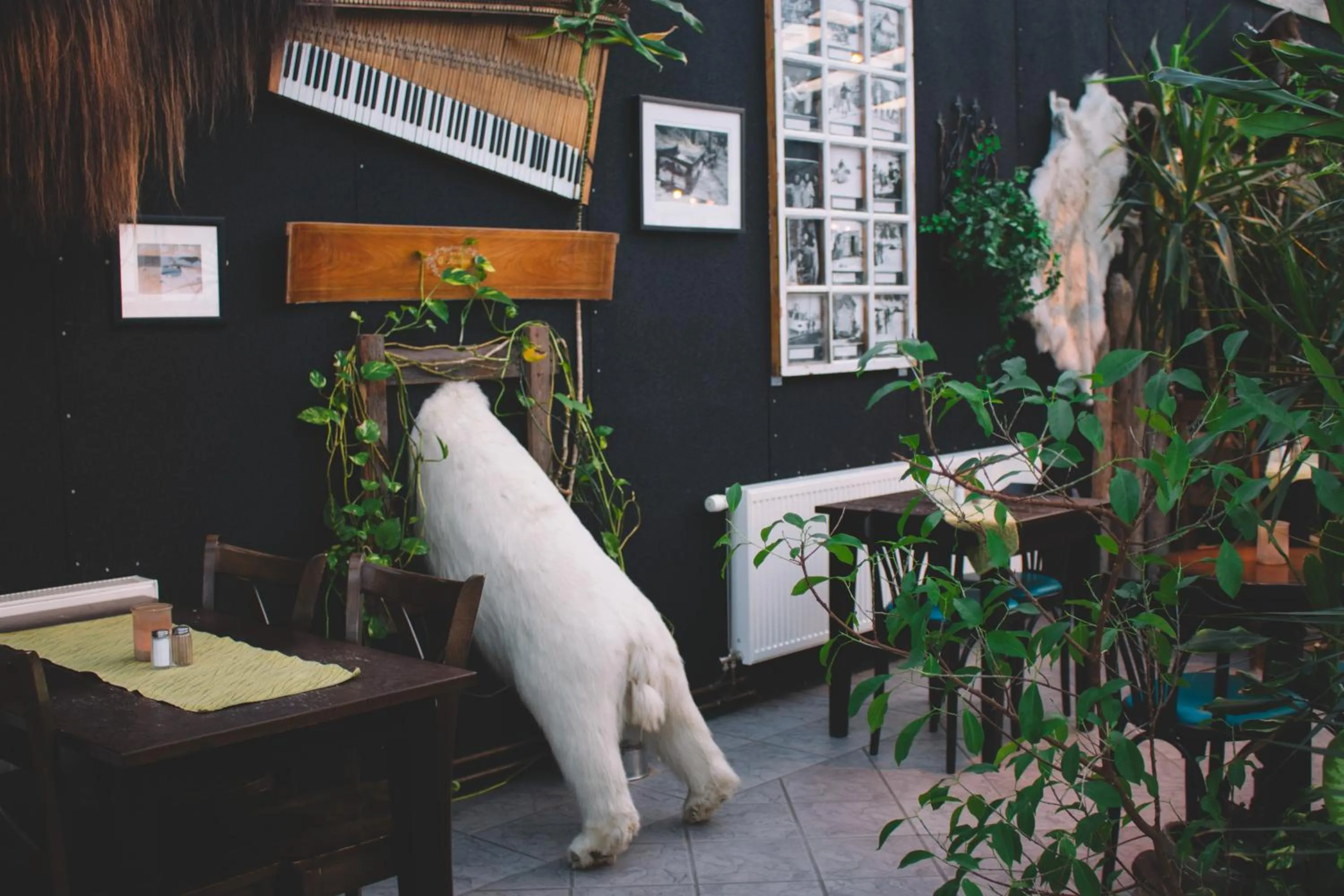 Restaurant/places to eat in Mary-Ann's Polarrigg