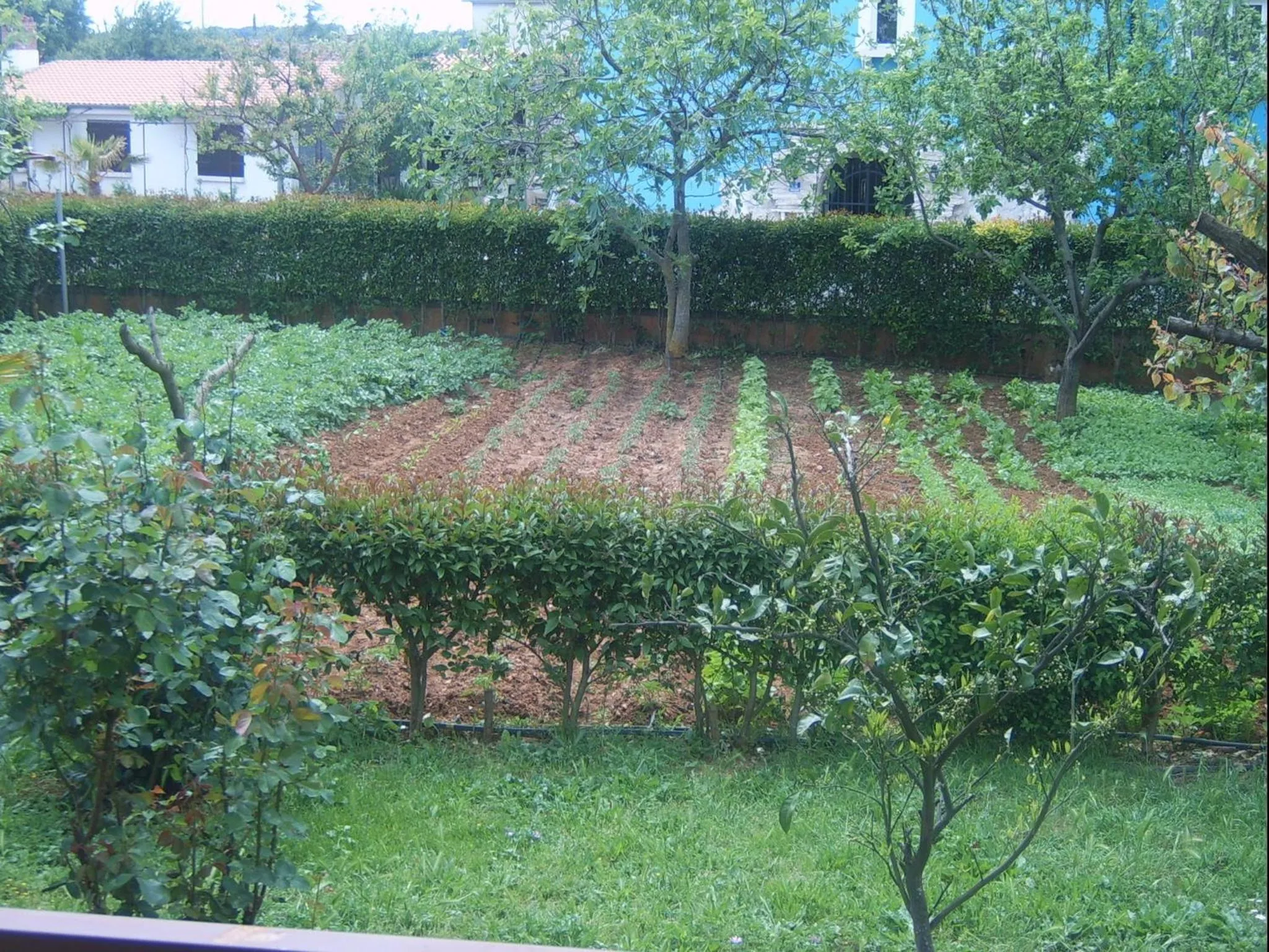 Garden in Apartments Zova