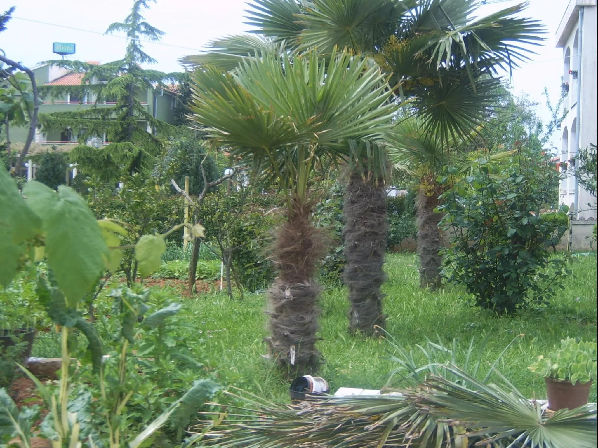 Garden in Apartments Zova