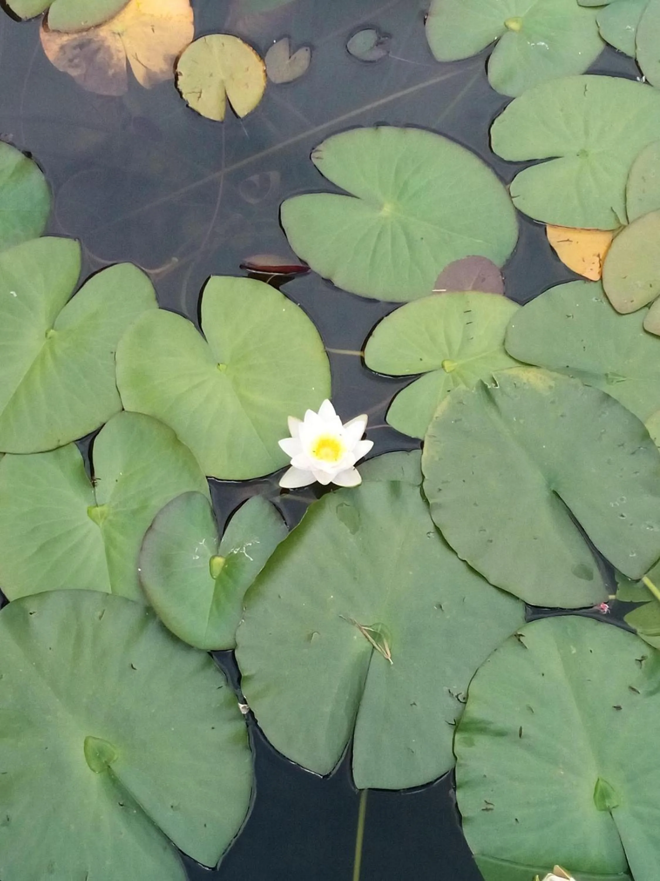 Garden in Alpen Hotel Eghel