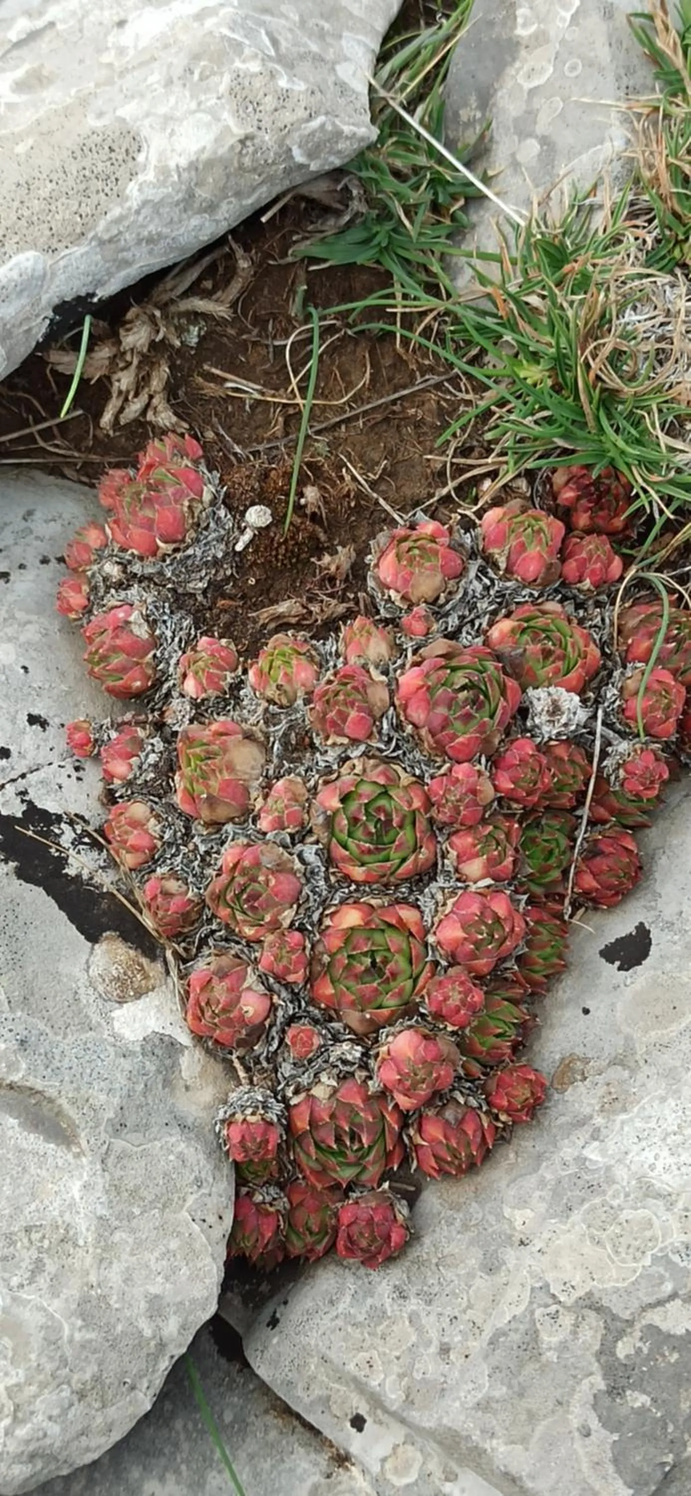 B&b il campanile di leone Pina