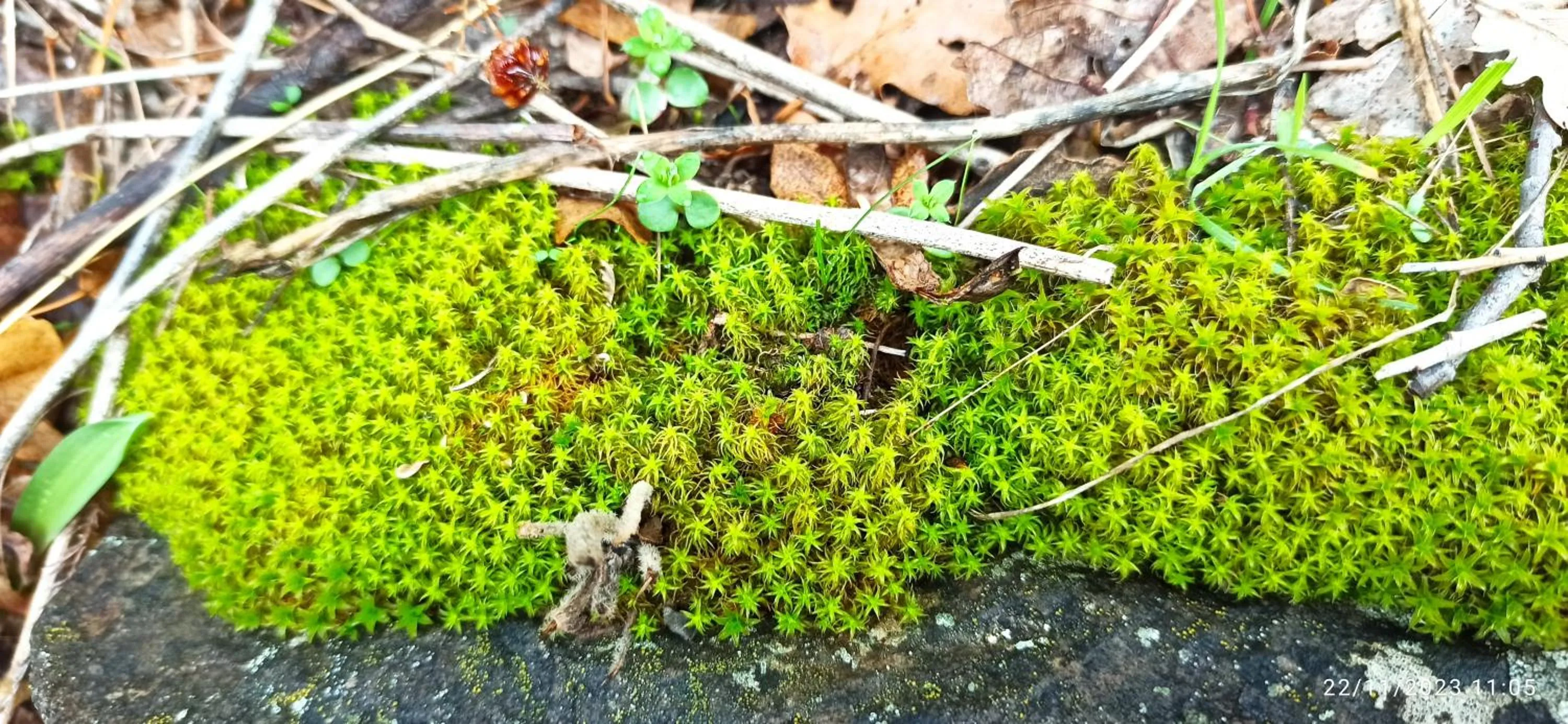 B&b il campanile di leone Pina