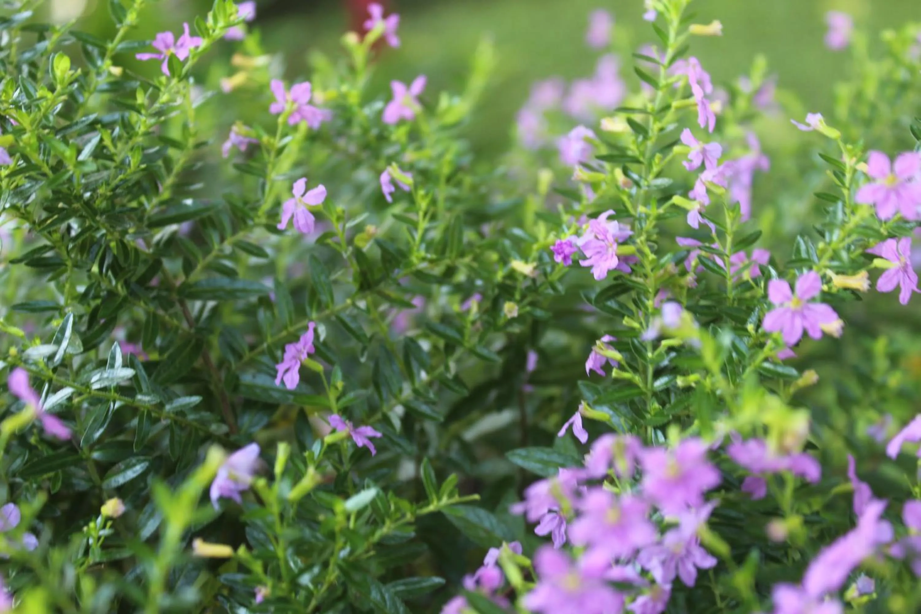 Garden in Hotel Bristol Aeropuerto