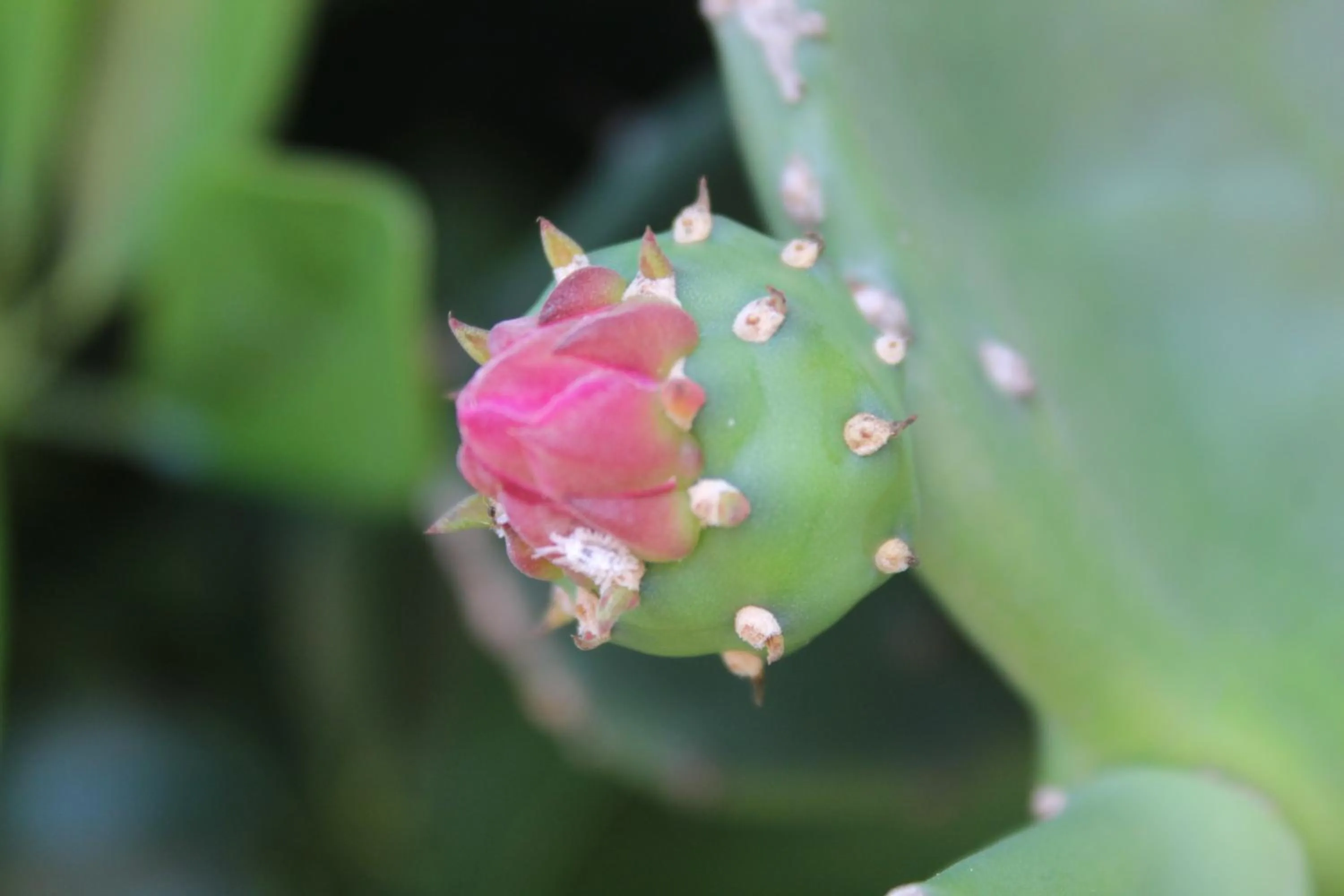 Garden in Hotel Bristol Aeropuerto