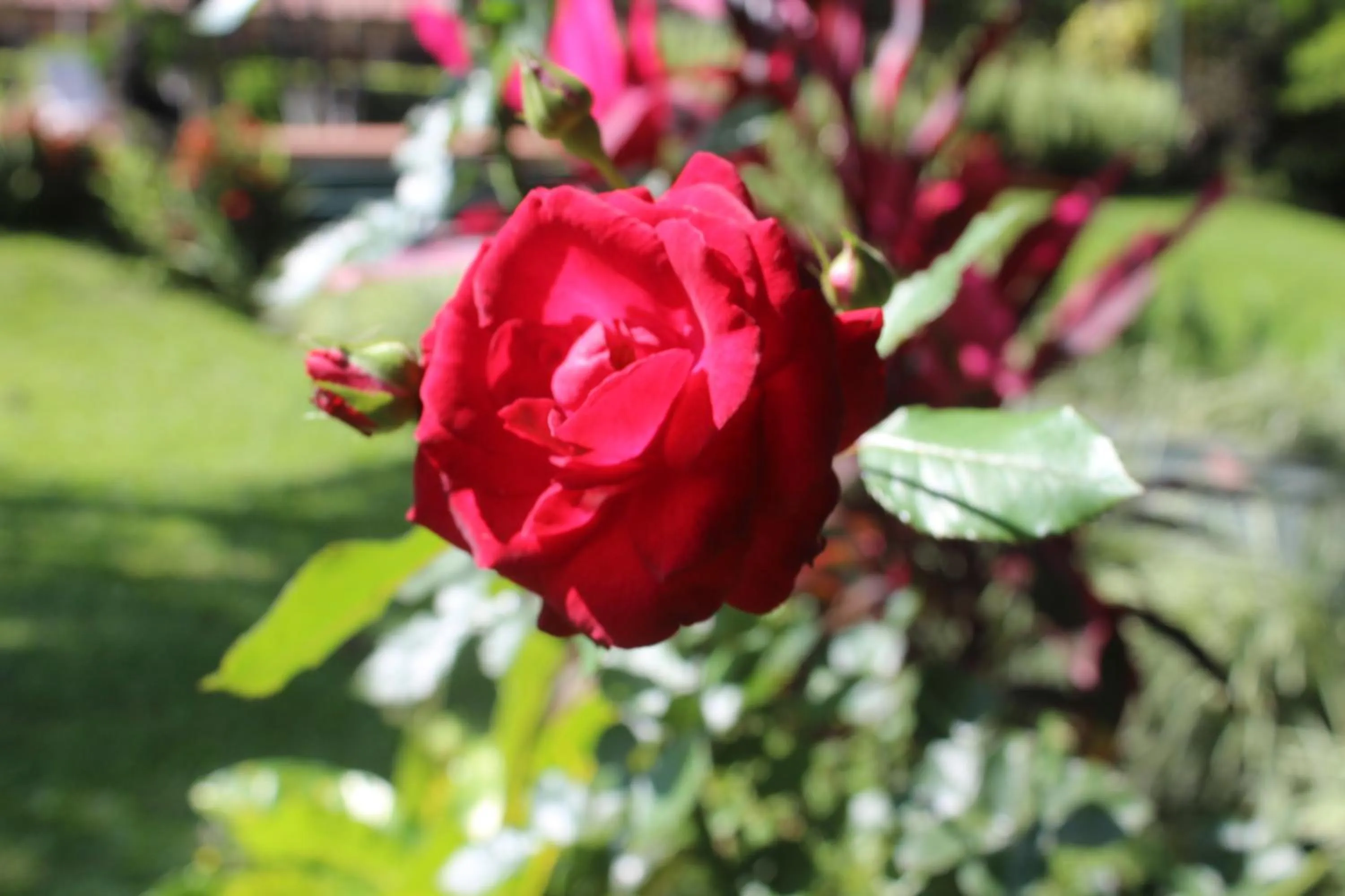 Garden in Hotel Bristol Aeropuerto