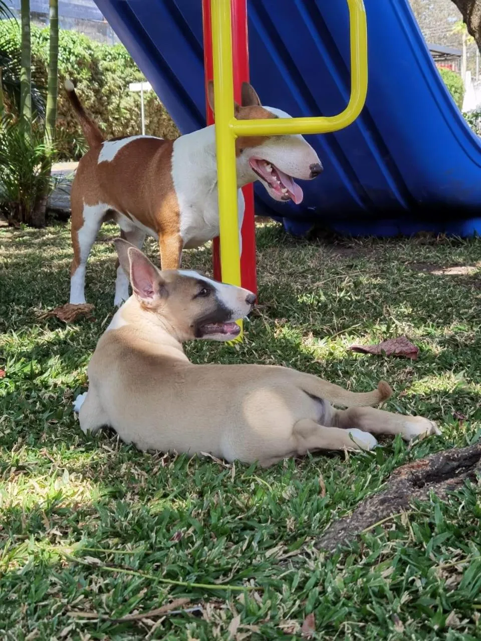 Pets in Hotel Bristol Aeropuerto