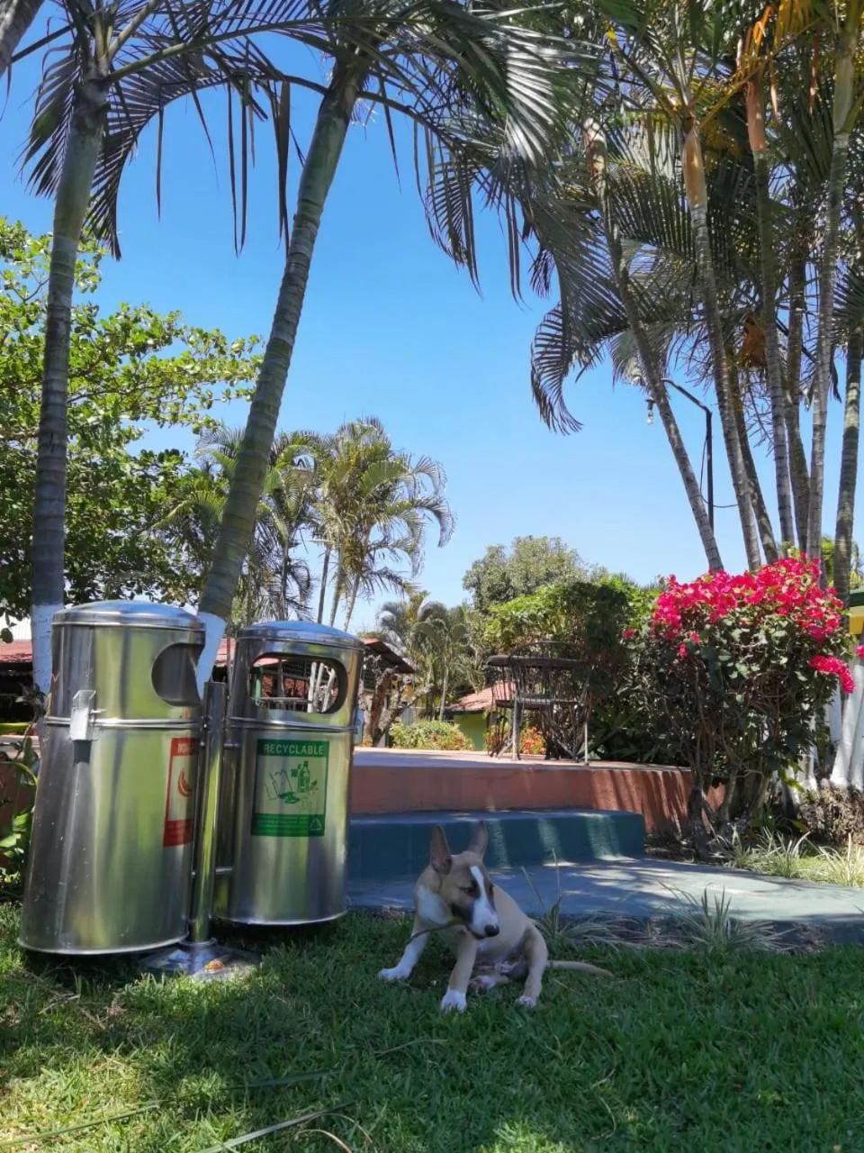 Pets in Hotel Bristol Aeropuerto