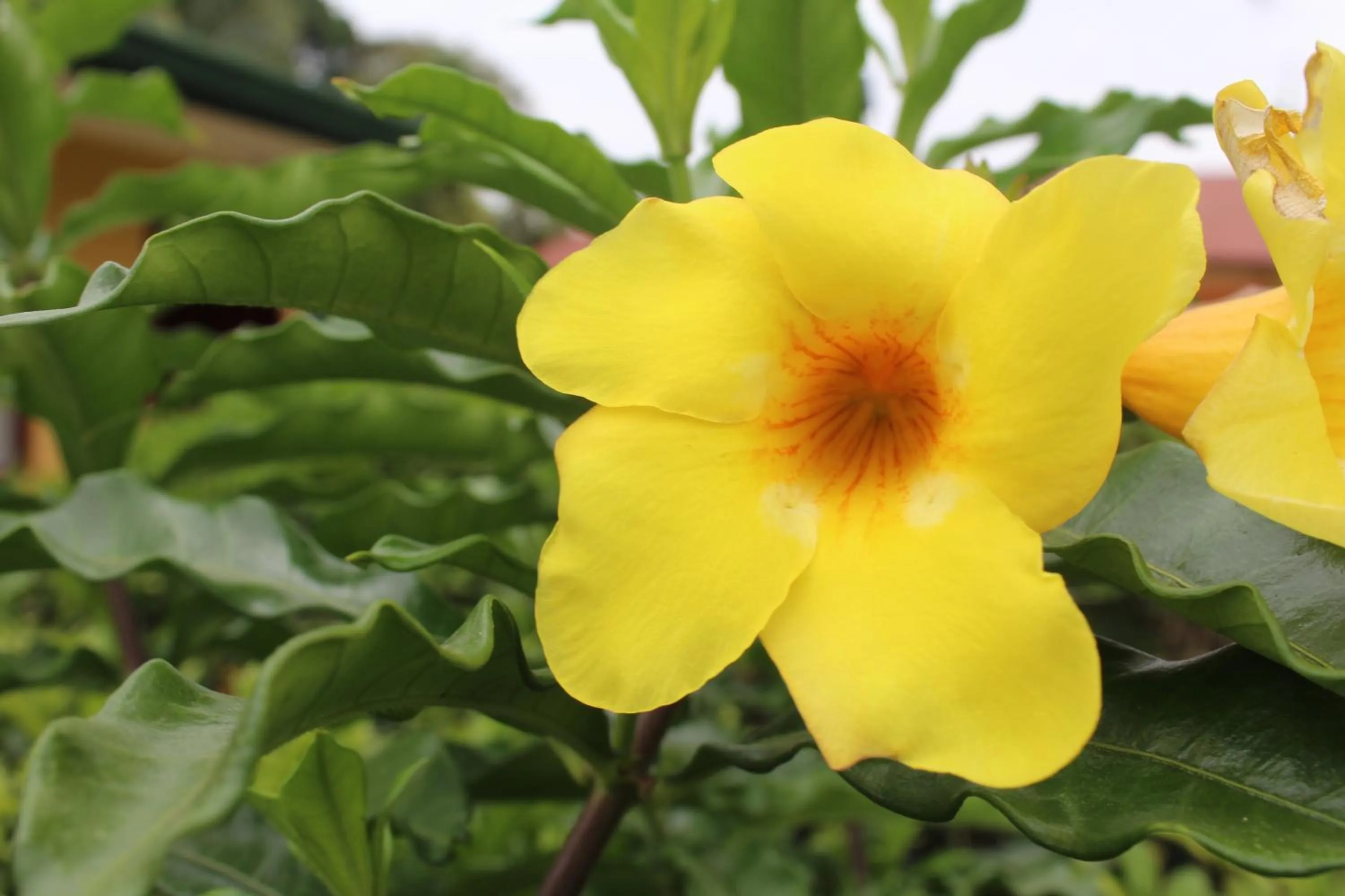 Garden in Hotel Bristol Aeropuerto