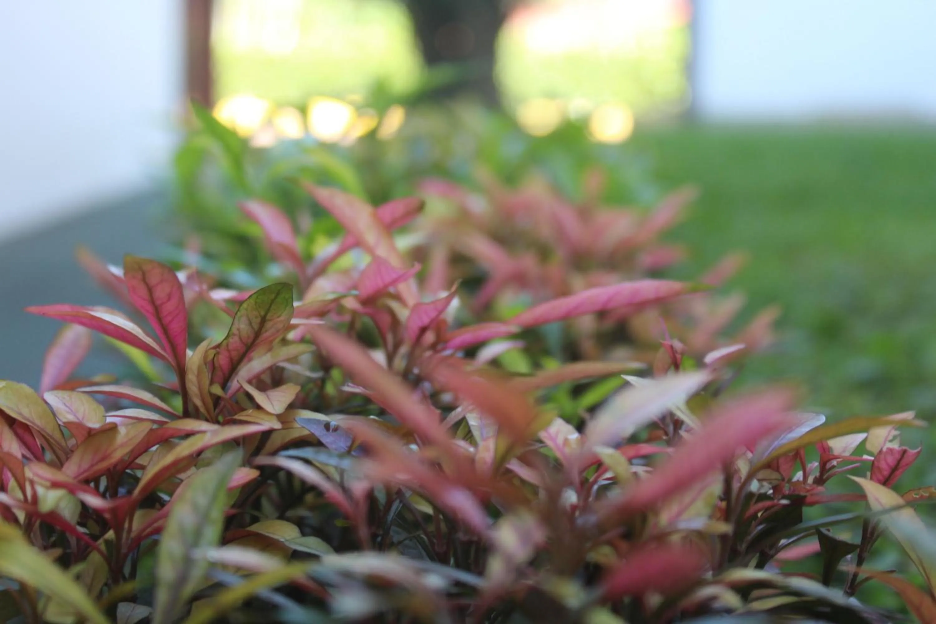 Garden in Hotel Bristol Aeropuerto