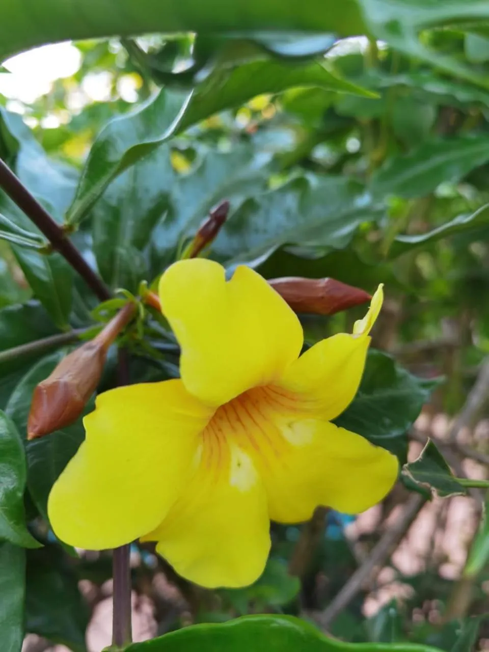 Garden in Hotel Bristol Aeropuerto