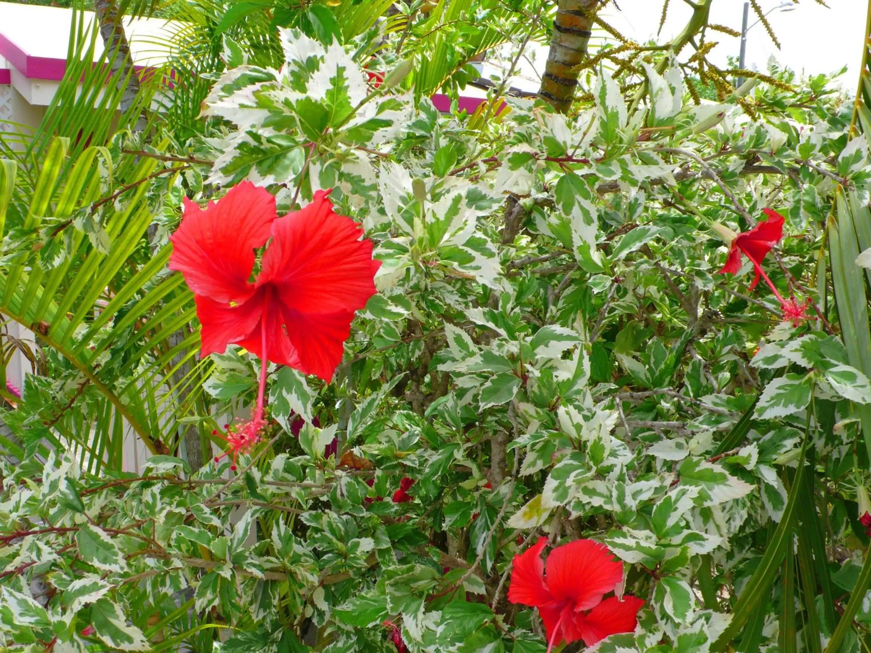 Garden in Sand Castle on the Beach - Adults Only