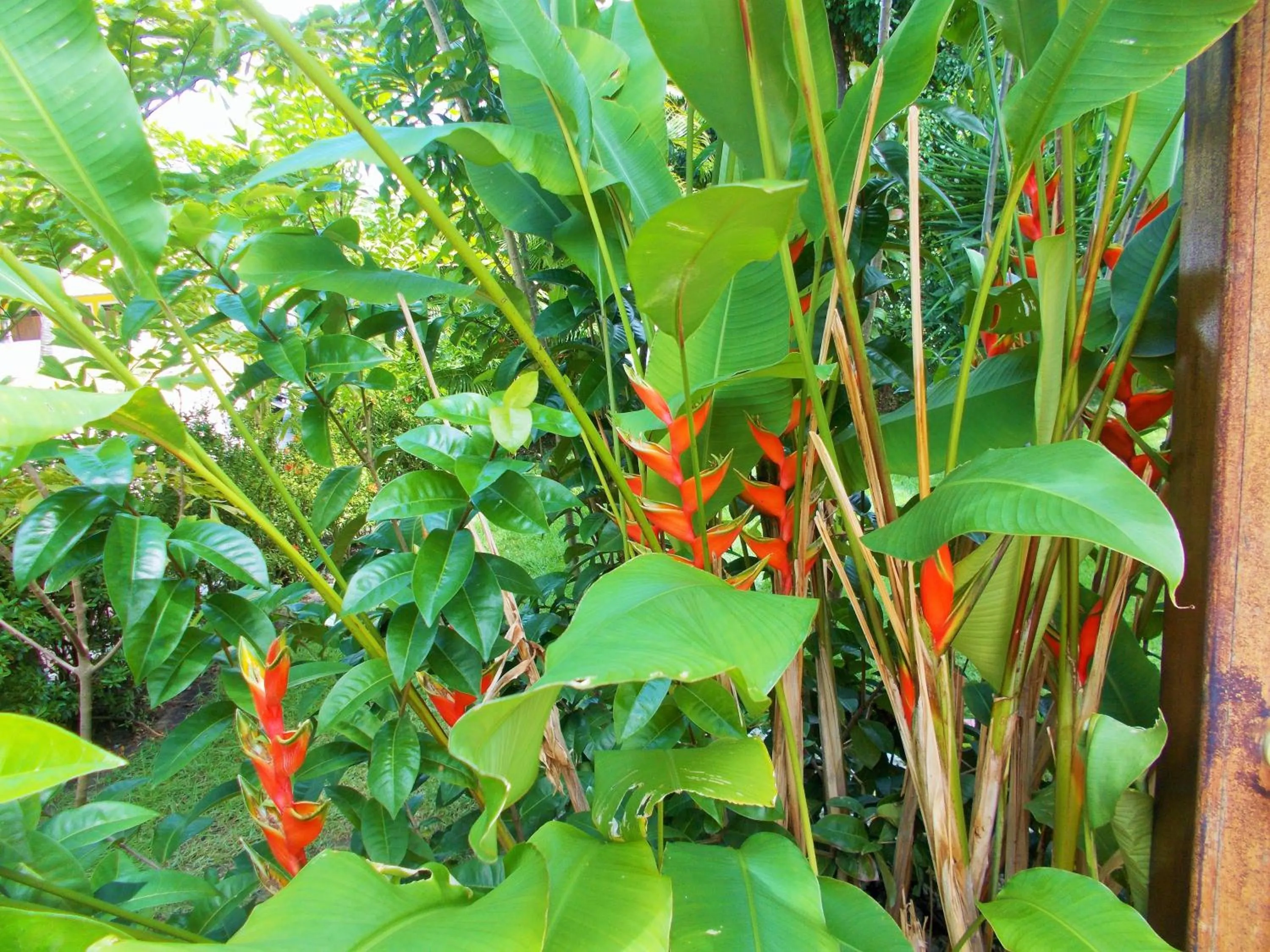 Garden view in Pousada Lua Cheia