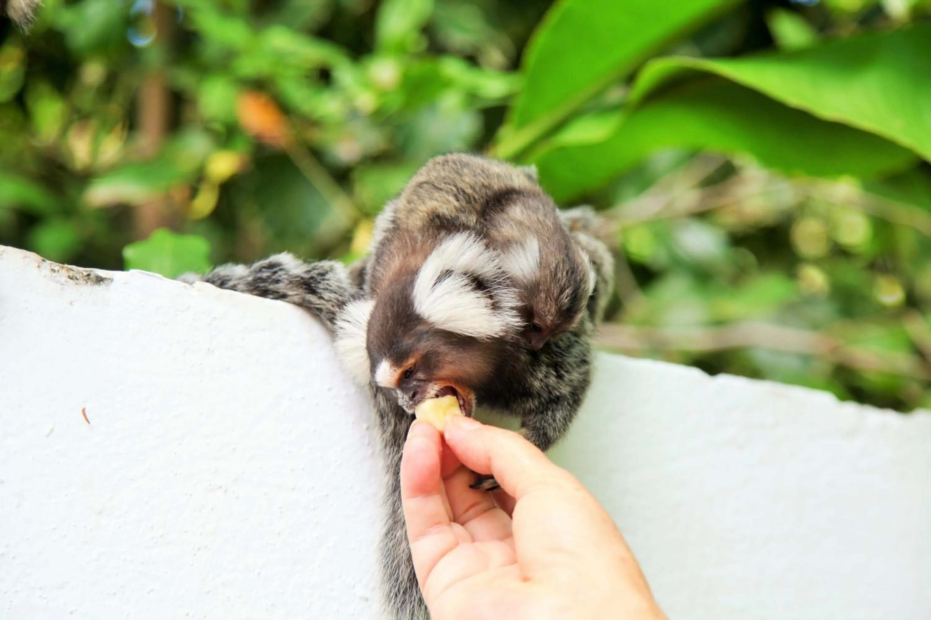 Animals in Pousada Lua Cheia