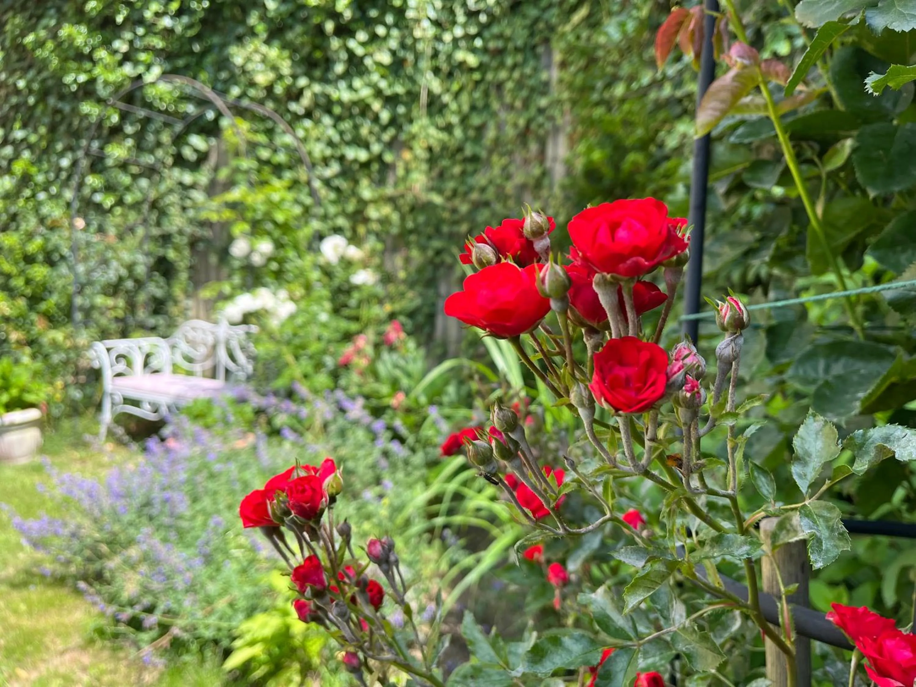 Garden in Rezydencja Grawert Boutique & Spa