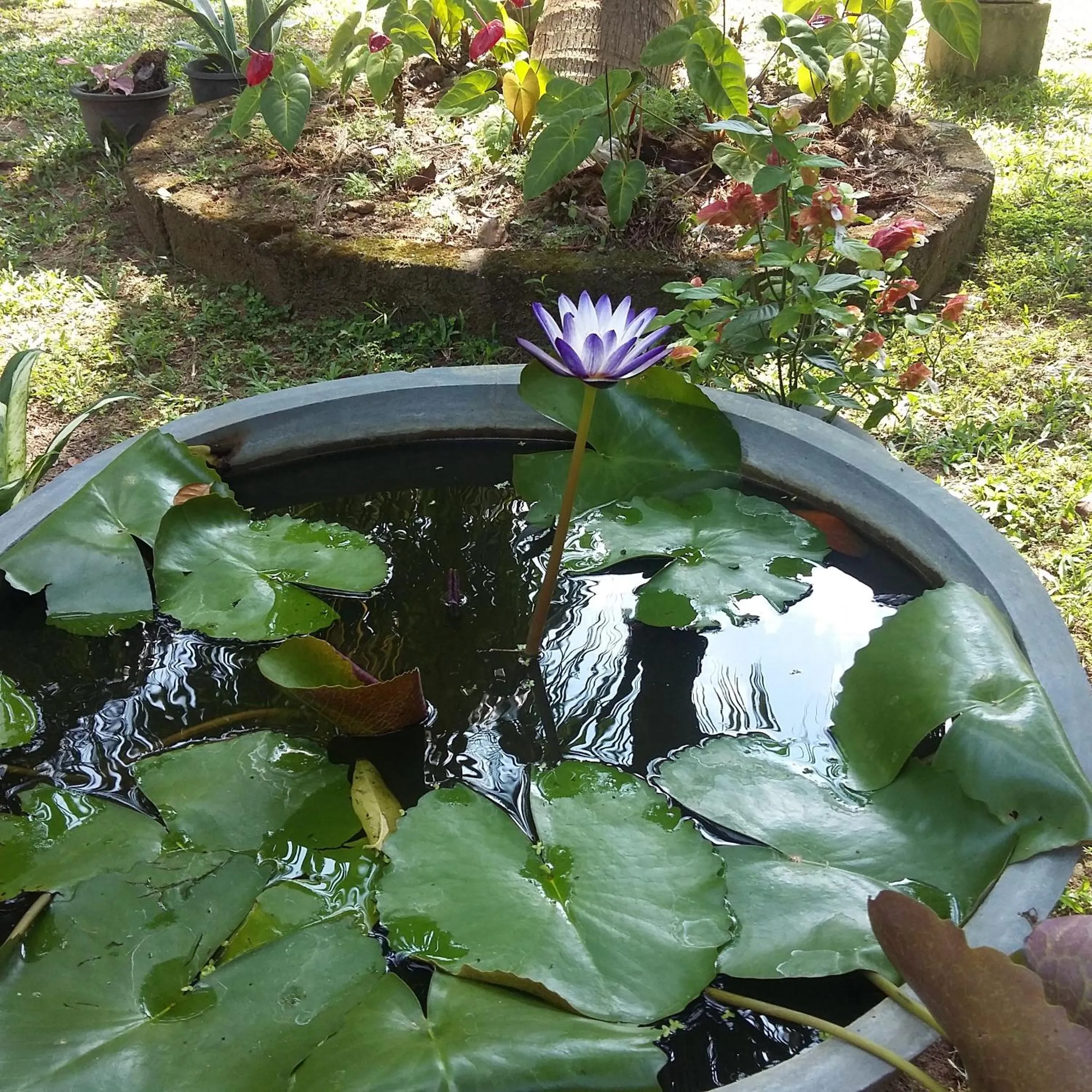 Garden in Omee Guest