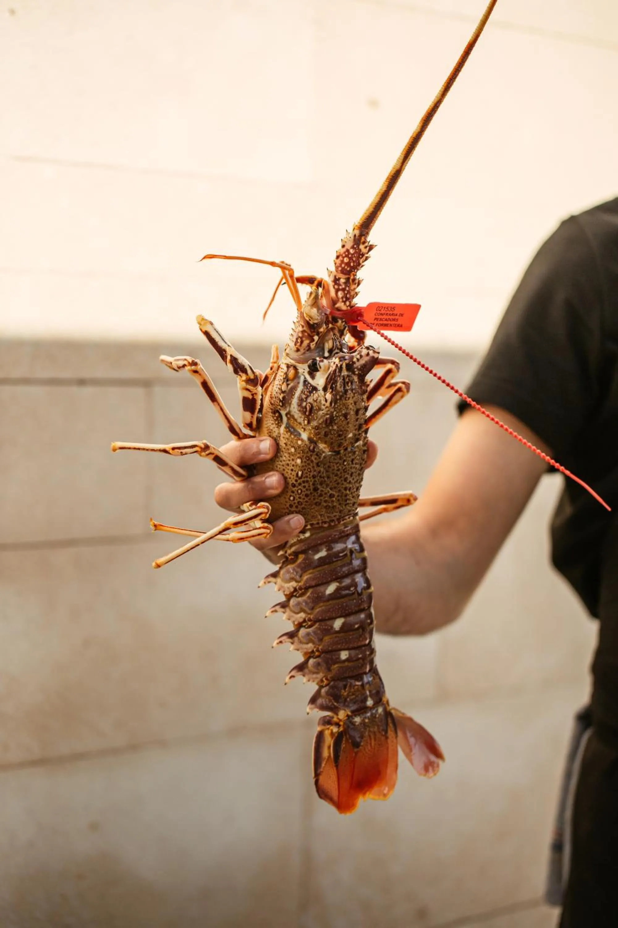 Food in Hotel Cala Saona & Spa