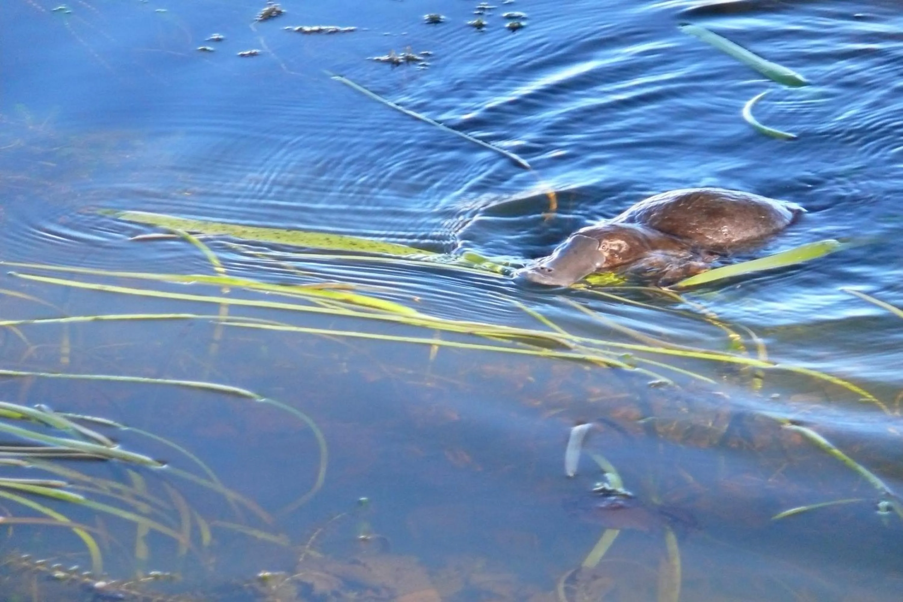 Other in Riverview at Ross