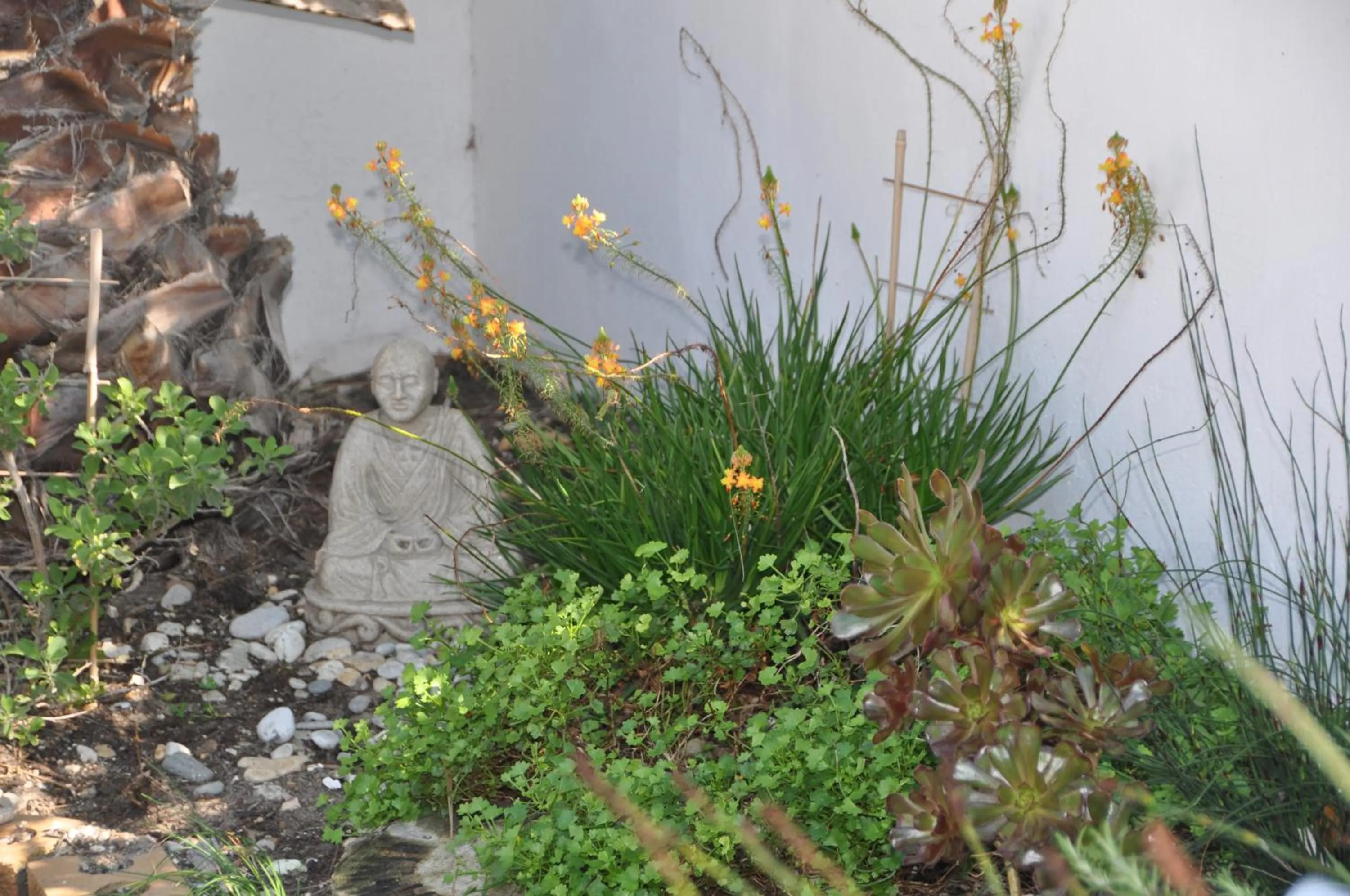 Garden in Saxon Lodge