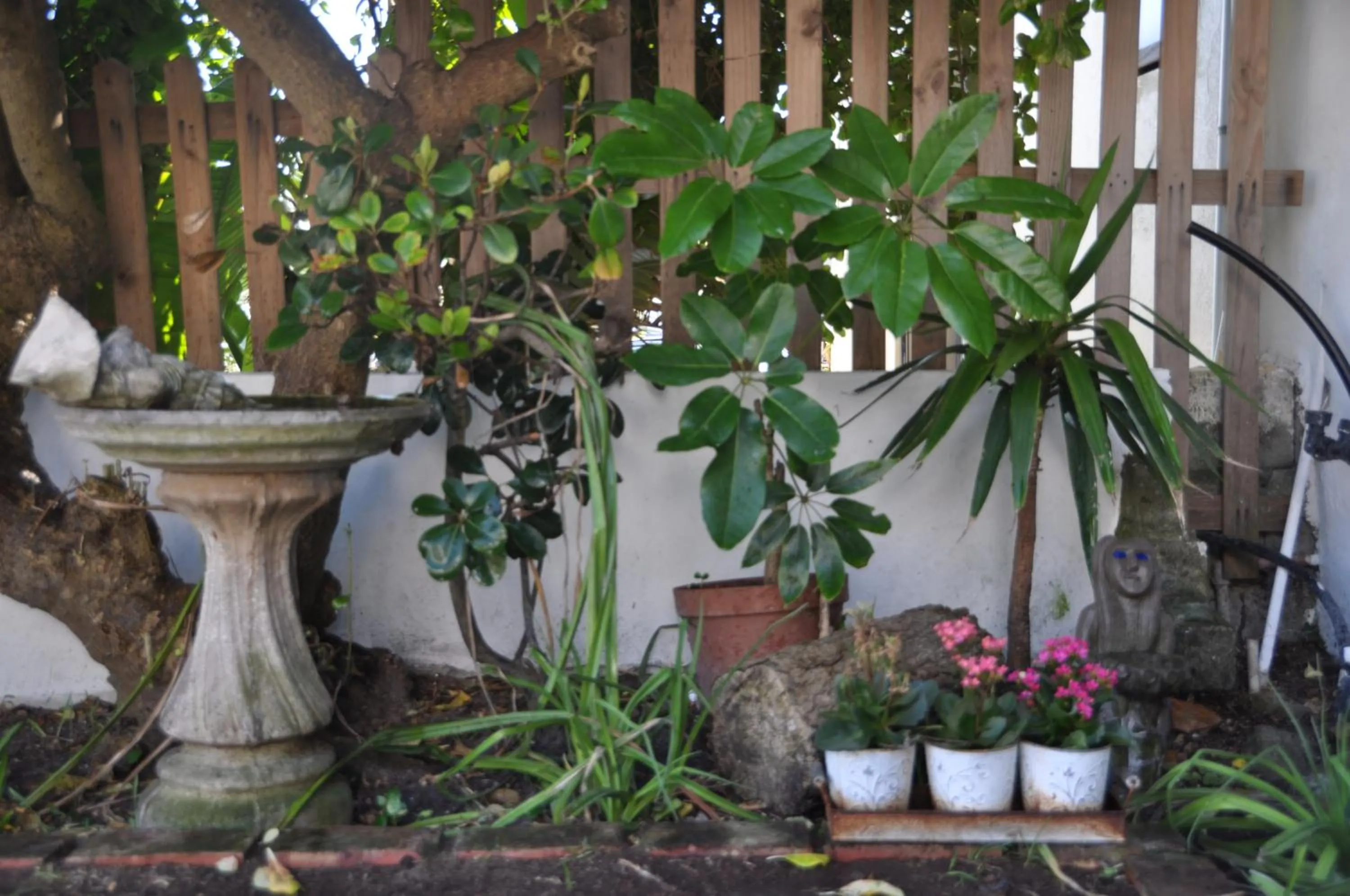 Garden in Saxon Lodge