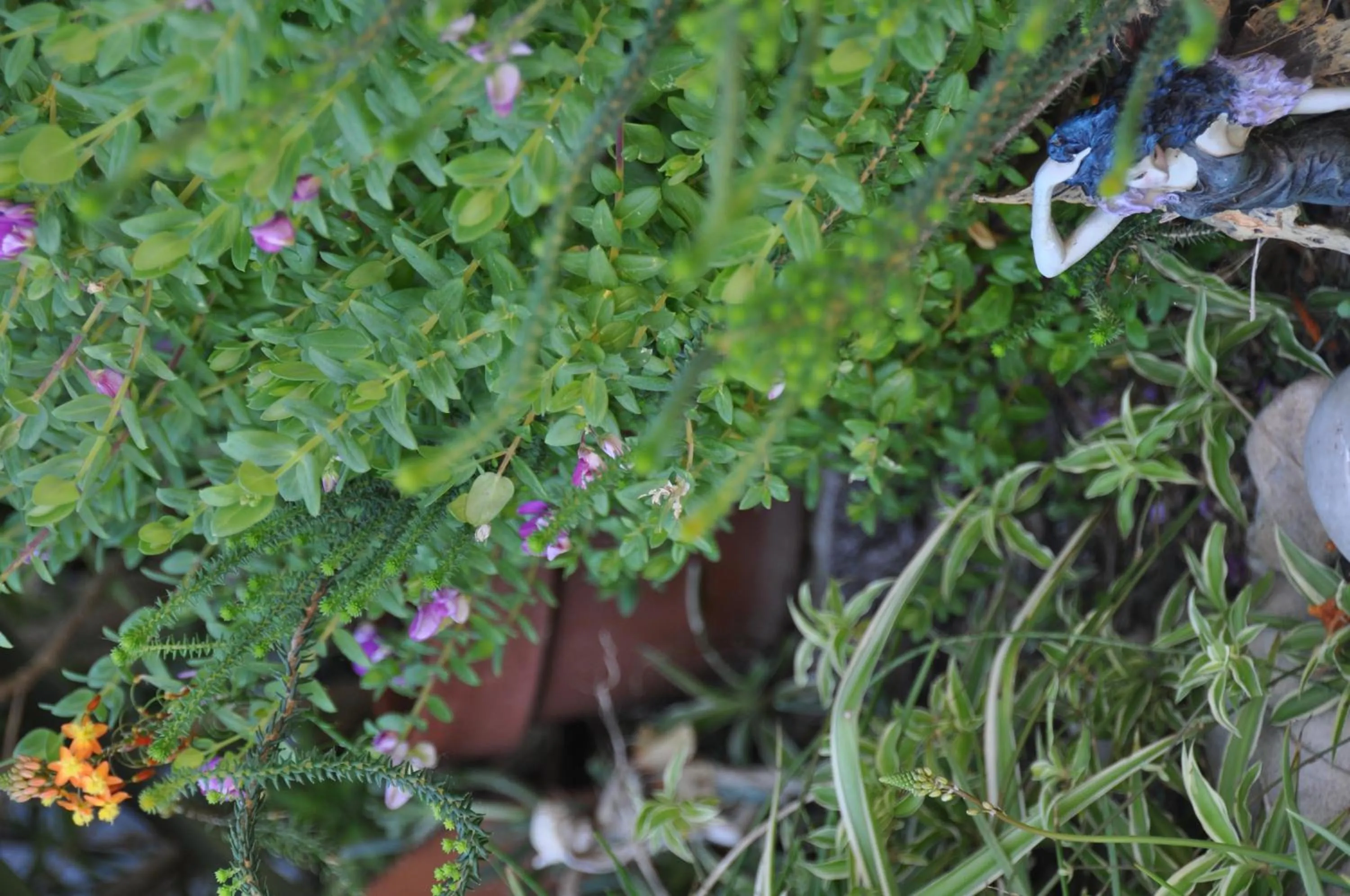 Garden in Saxon Lodge