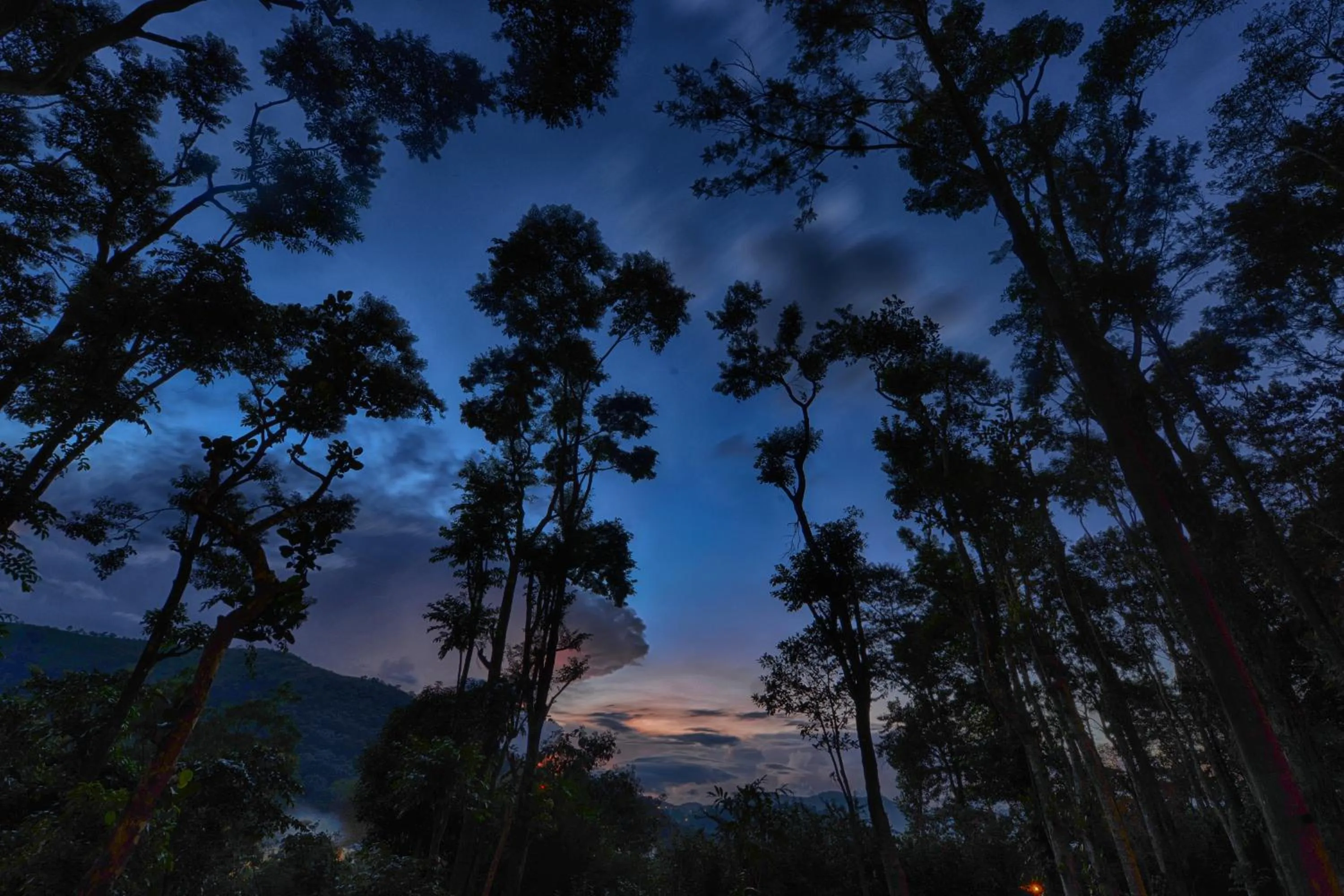 Natural landscape in Greenwoods Resort, Thekkady