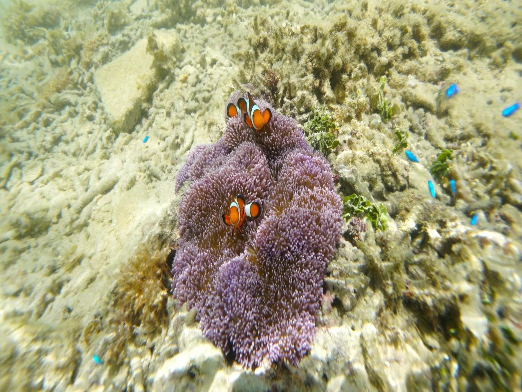 Beach in Churaumi on the Beach Motobu