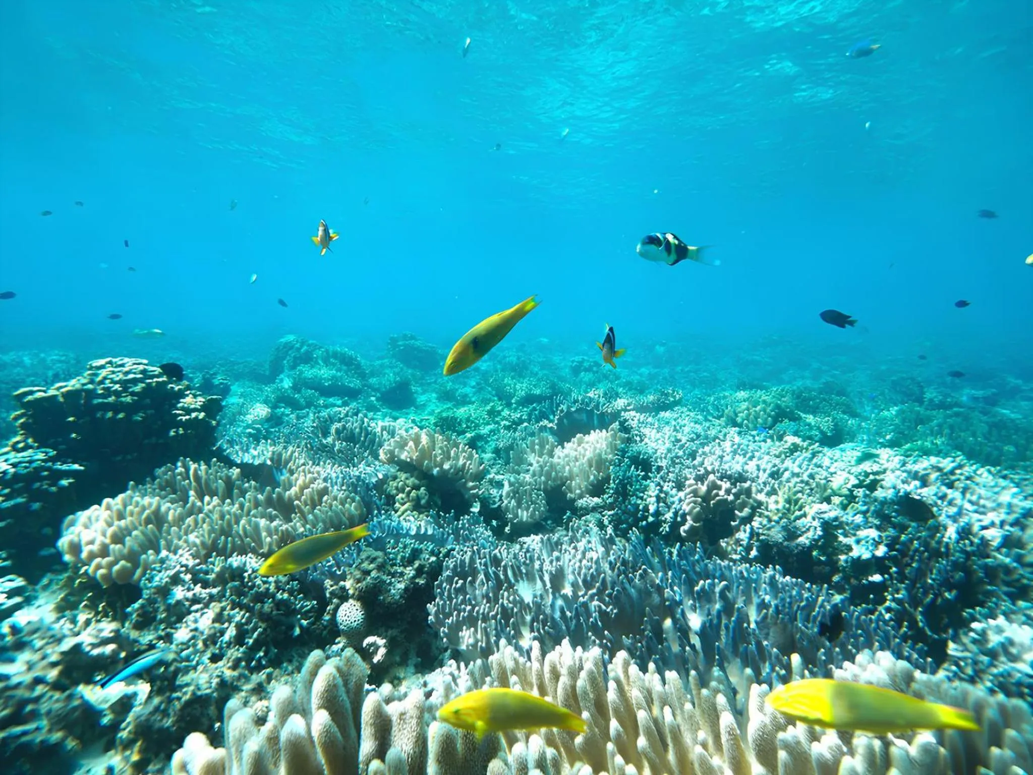 Beach in Churaumi on the Beach Motobu
