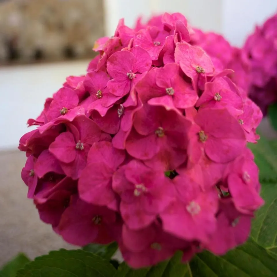 Garden in Résidence Le Clos Saint Paul