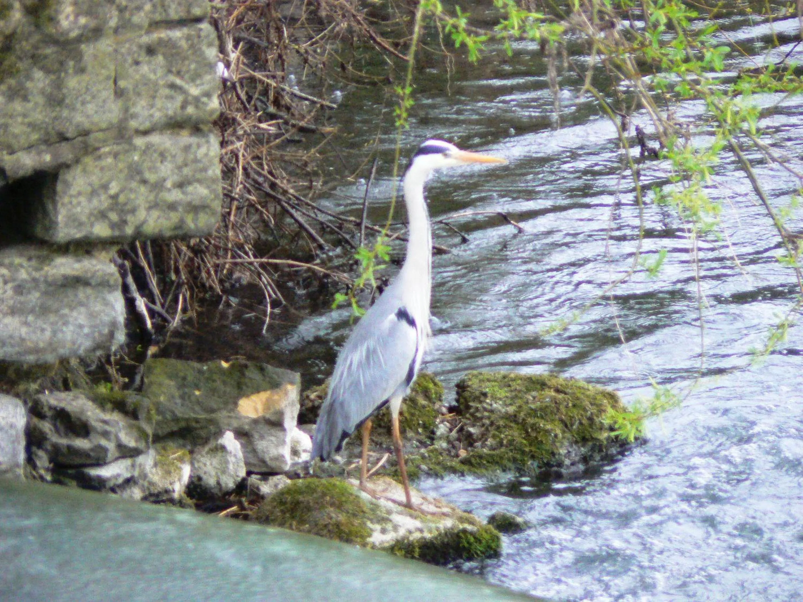 Area and facilities in Chambre d'hôtes du Moulin de Landonvillers