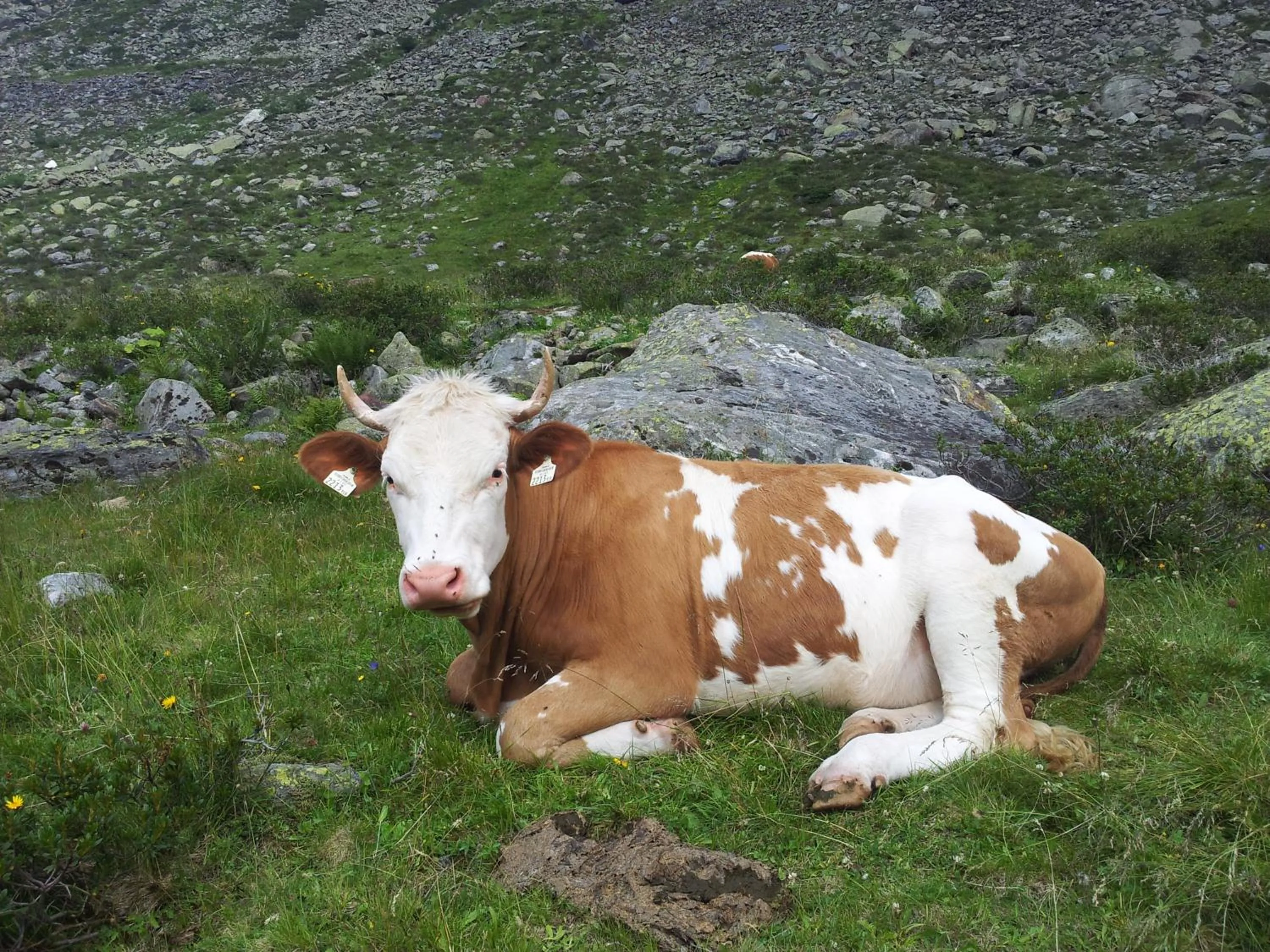 Animals in alpenrose hotel-garni