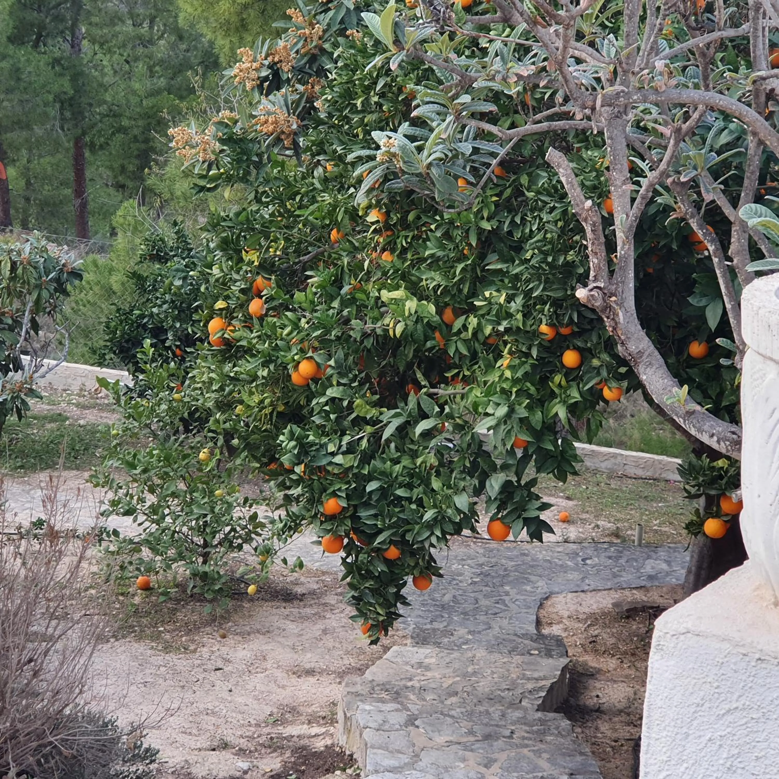 Garden in elparaiso-altea Apartment "Sylvia" ADULTS ONLY Bed & Borrel