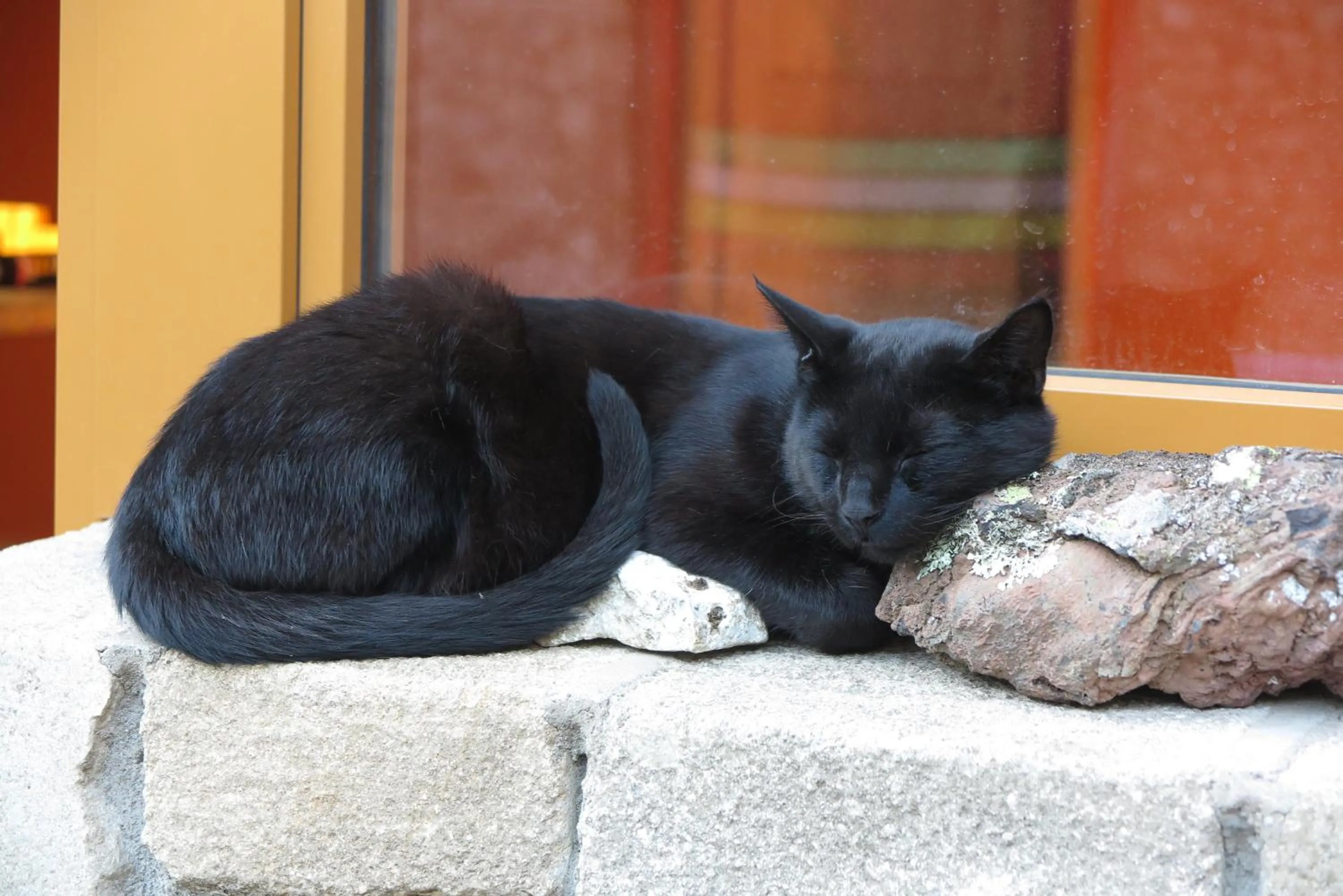 Animals in le Corral chambre d'hôte