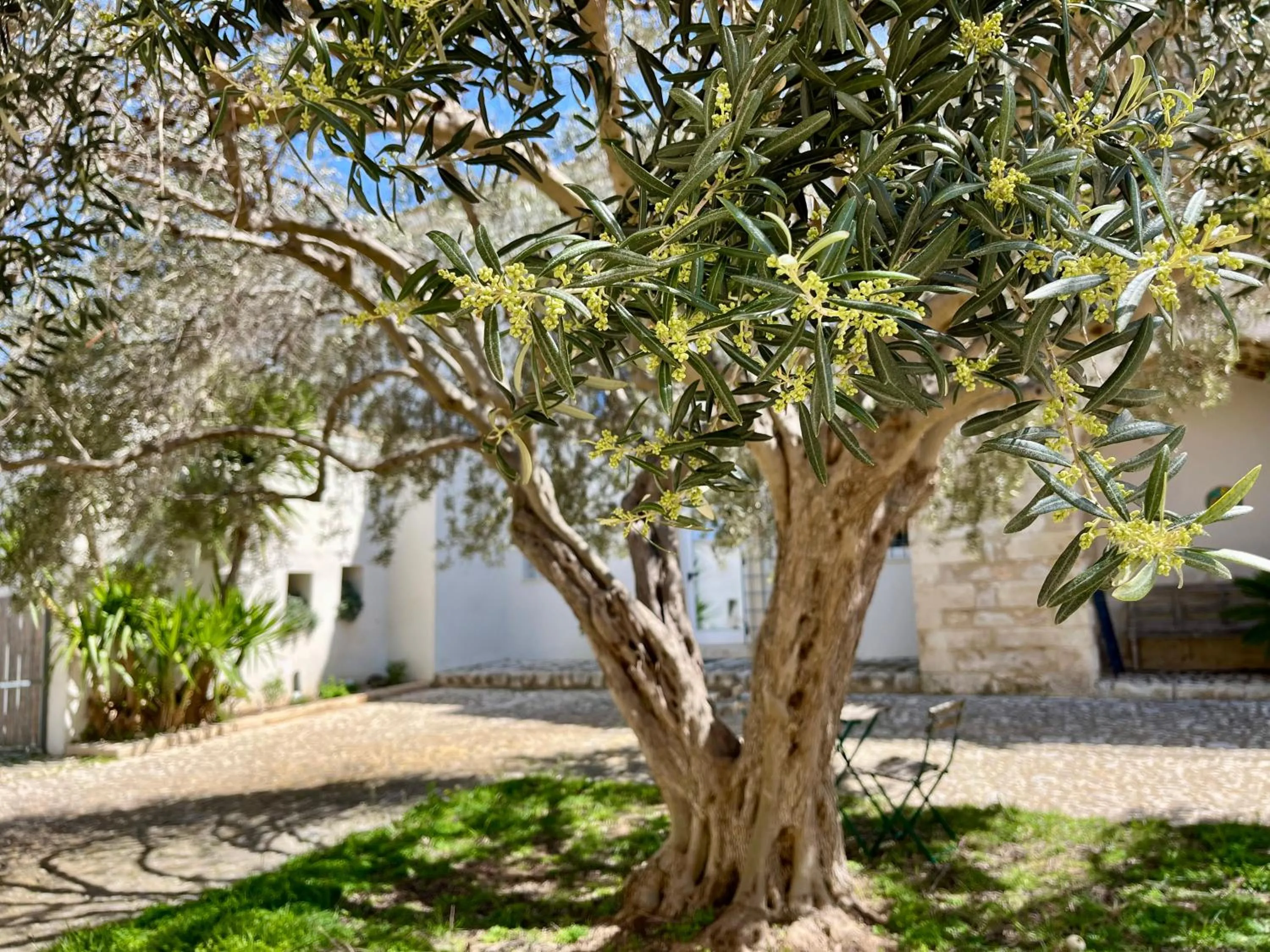 Garden in Dimora di Dante